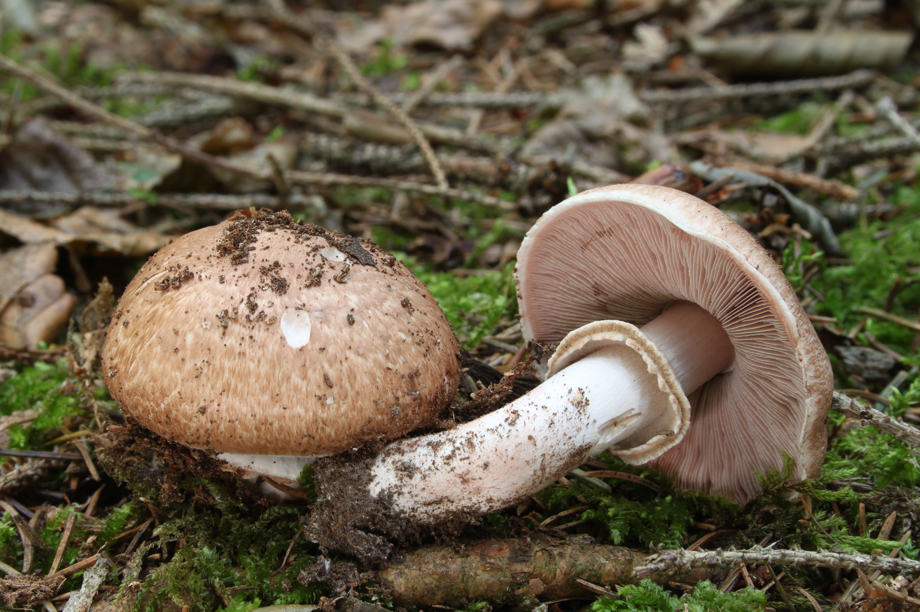 What Agaricus silvaticus, The Blushing Wood Mushroom, Does For ...