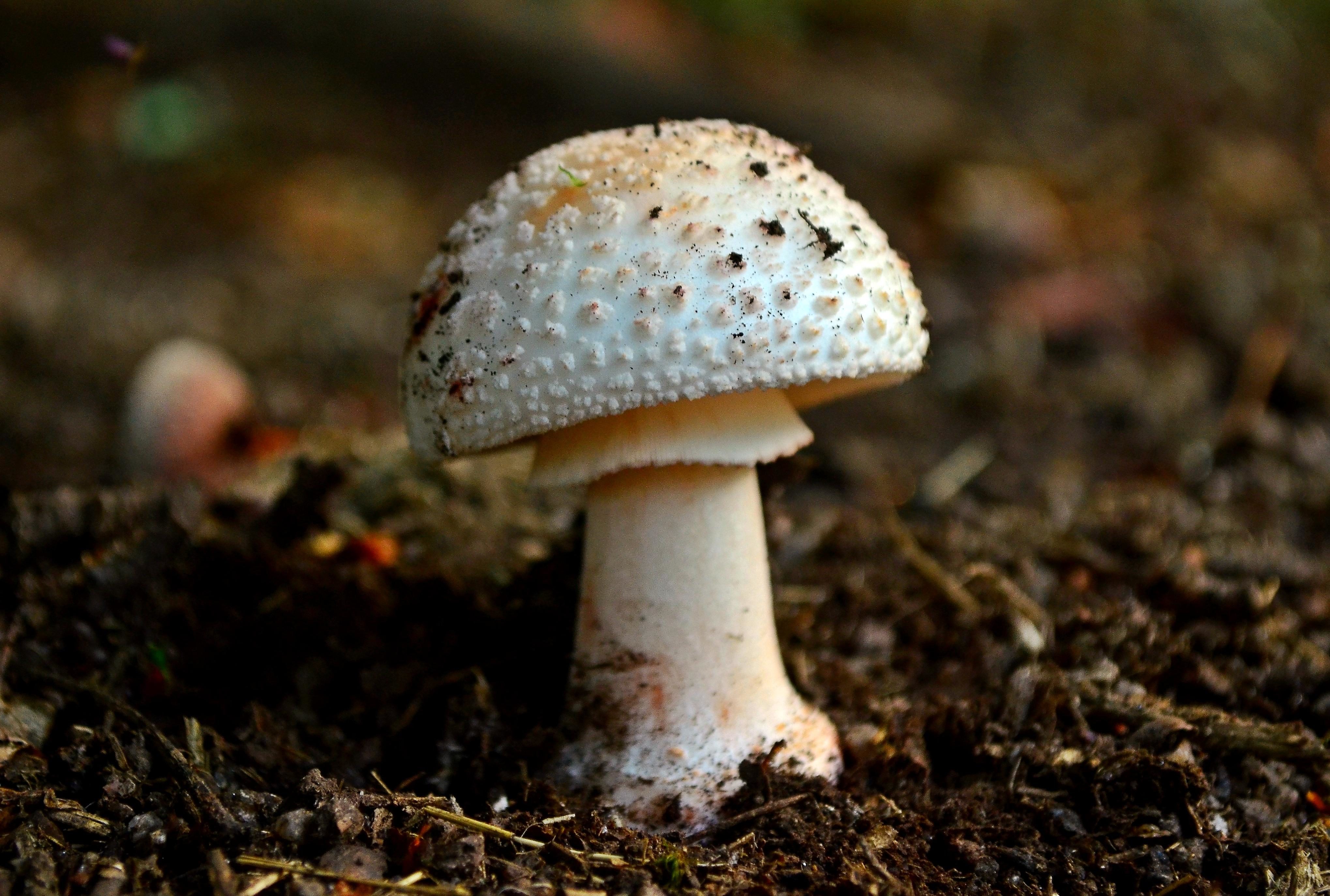 Free picture: mushroom, fungus, nature, wood, macro, grass ...