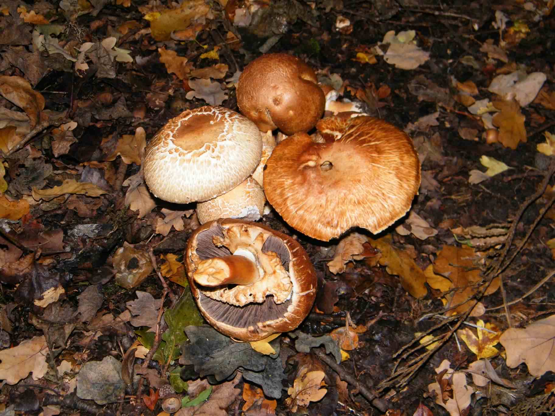Blushing Wood Mushroom - Agaricus silvaticus, species information ...