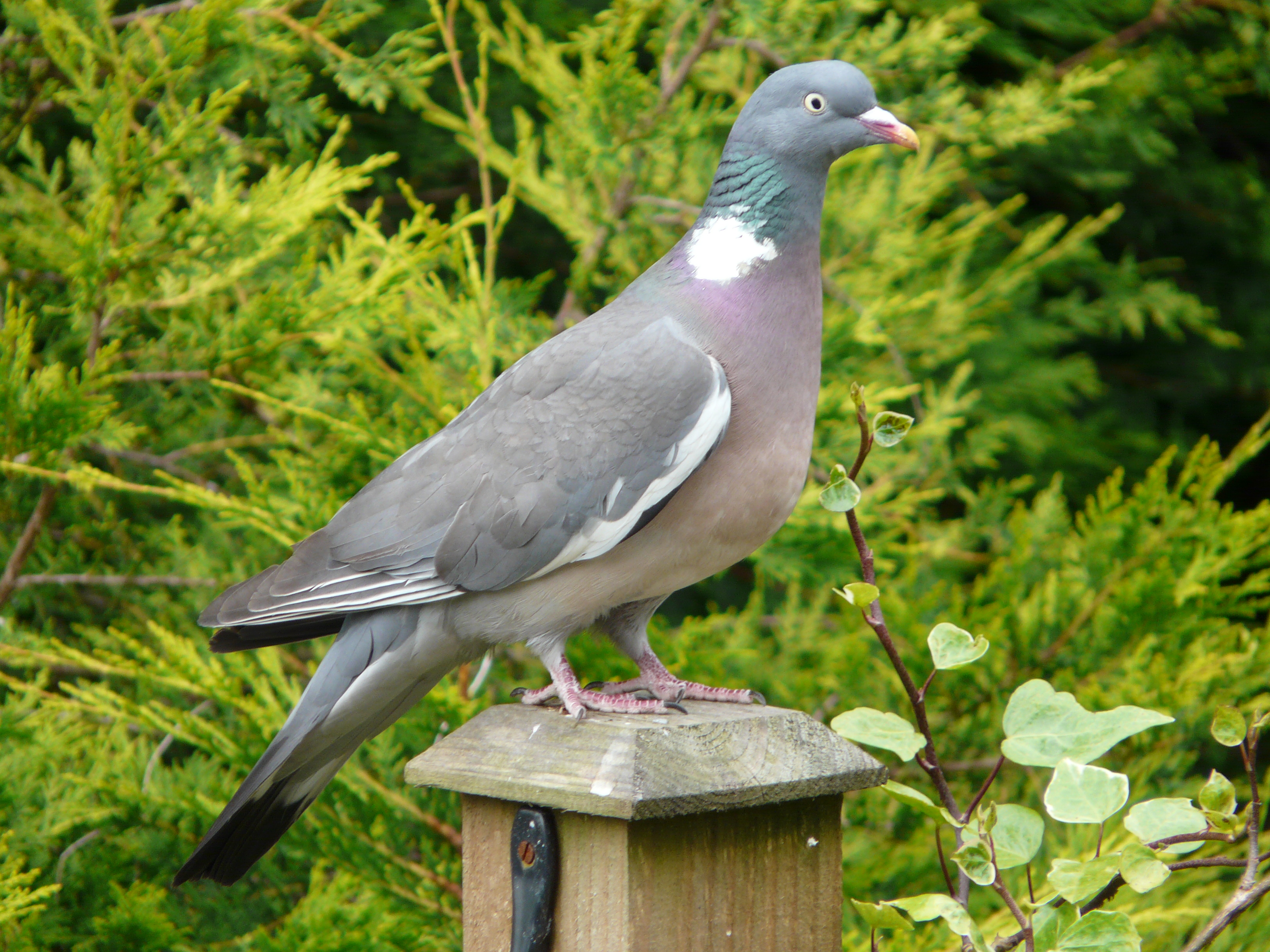 Common wood pigeon - Wikipedia