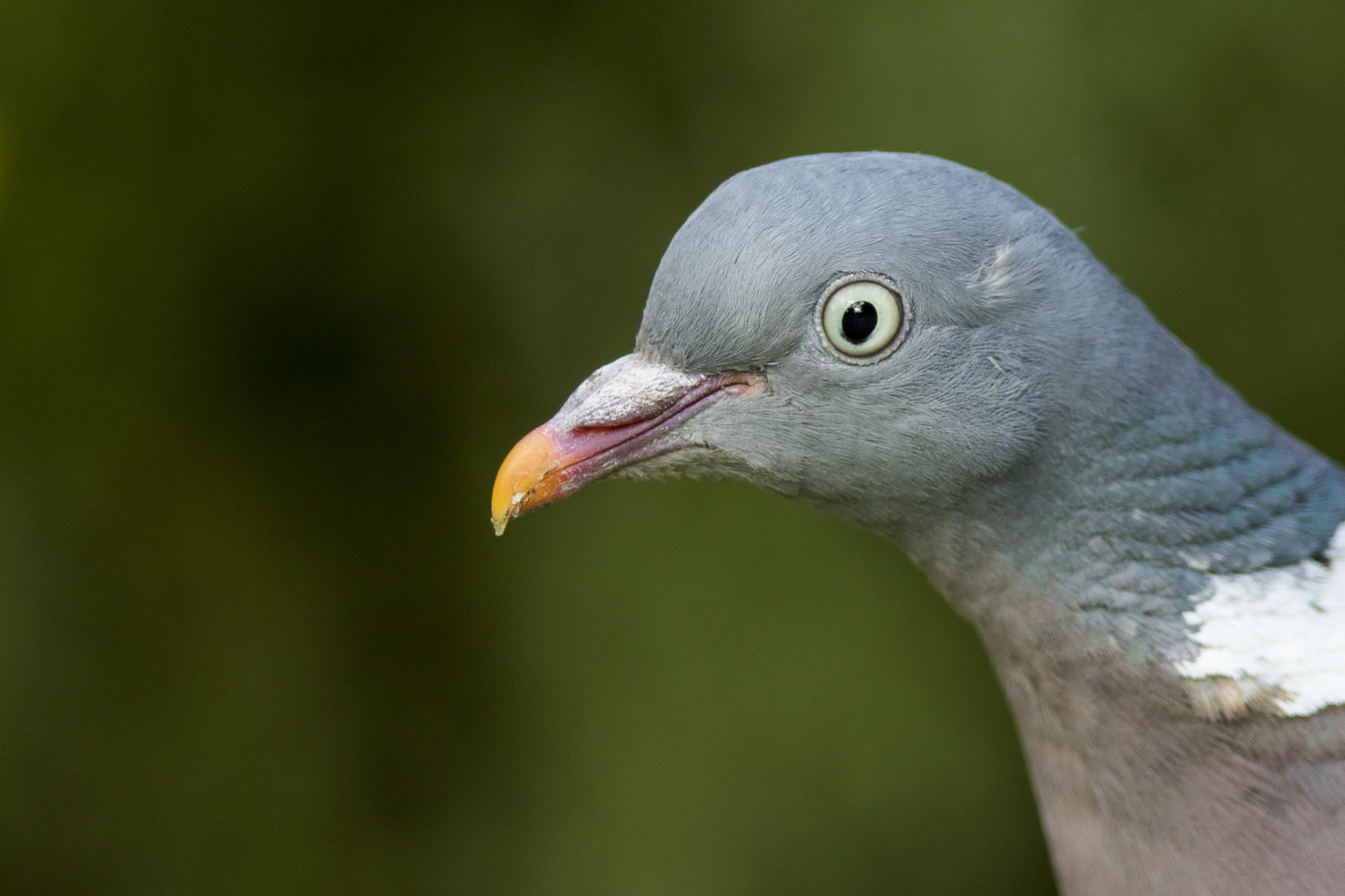Woodpigeon Eyes?(More Oddities) - Ask an expert - Wildlife - The ...