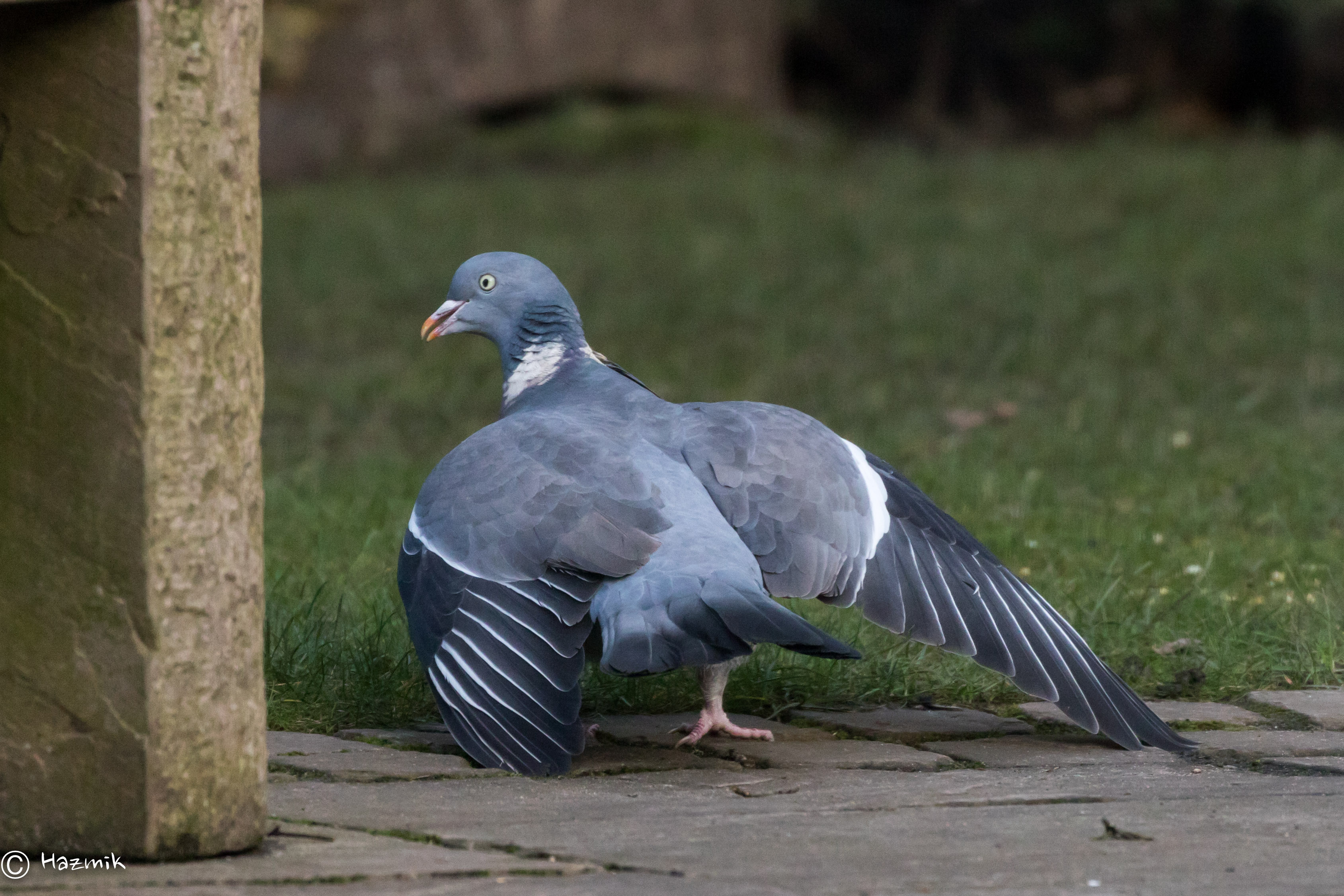 Woodpigeon squabble during BGBW hour ! - All creatures ...
