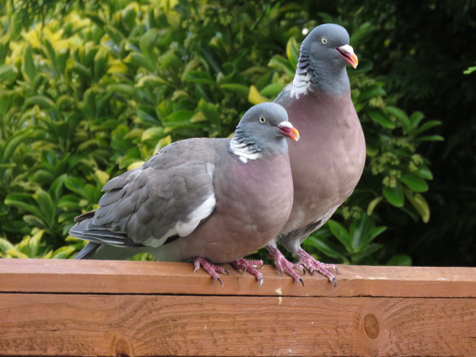 The Rattling Crow: Woodpigeon mating