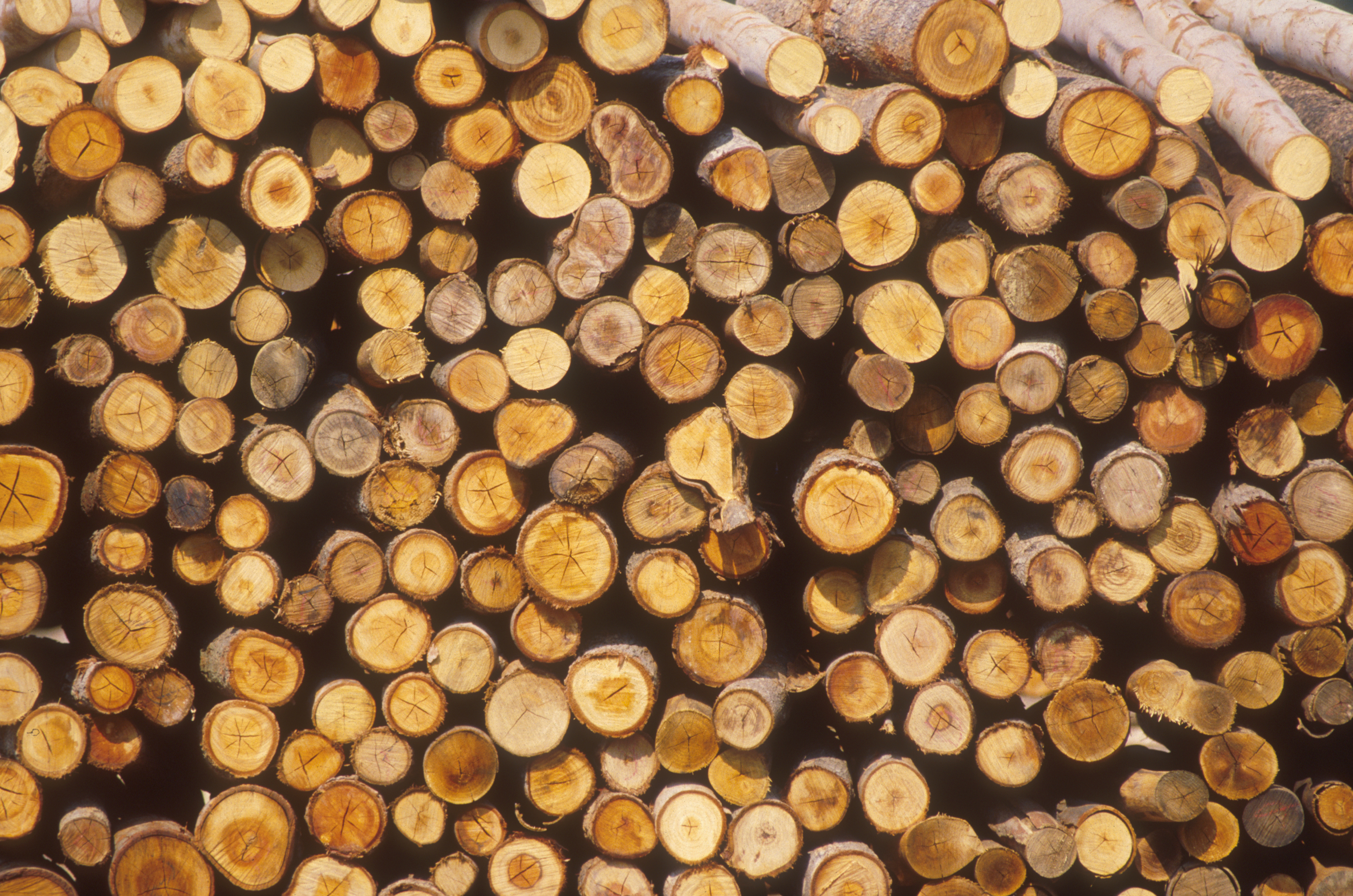 File:CSIRO ScienceImage 1725 Wood pile.jpg - Wikimedia Commons