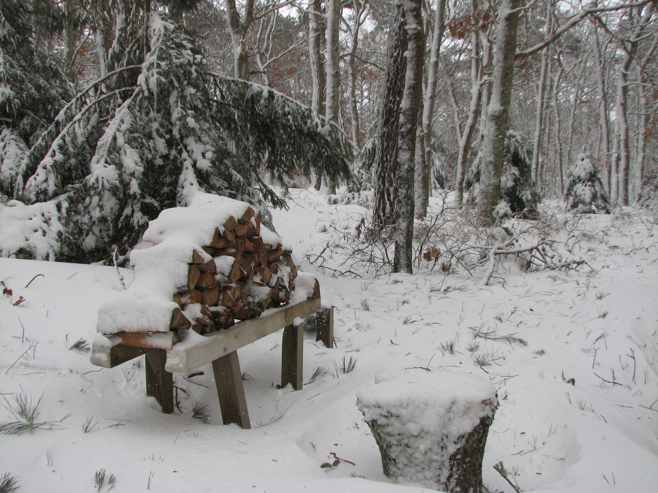 Wood pile in snow photo