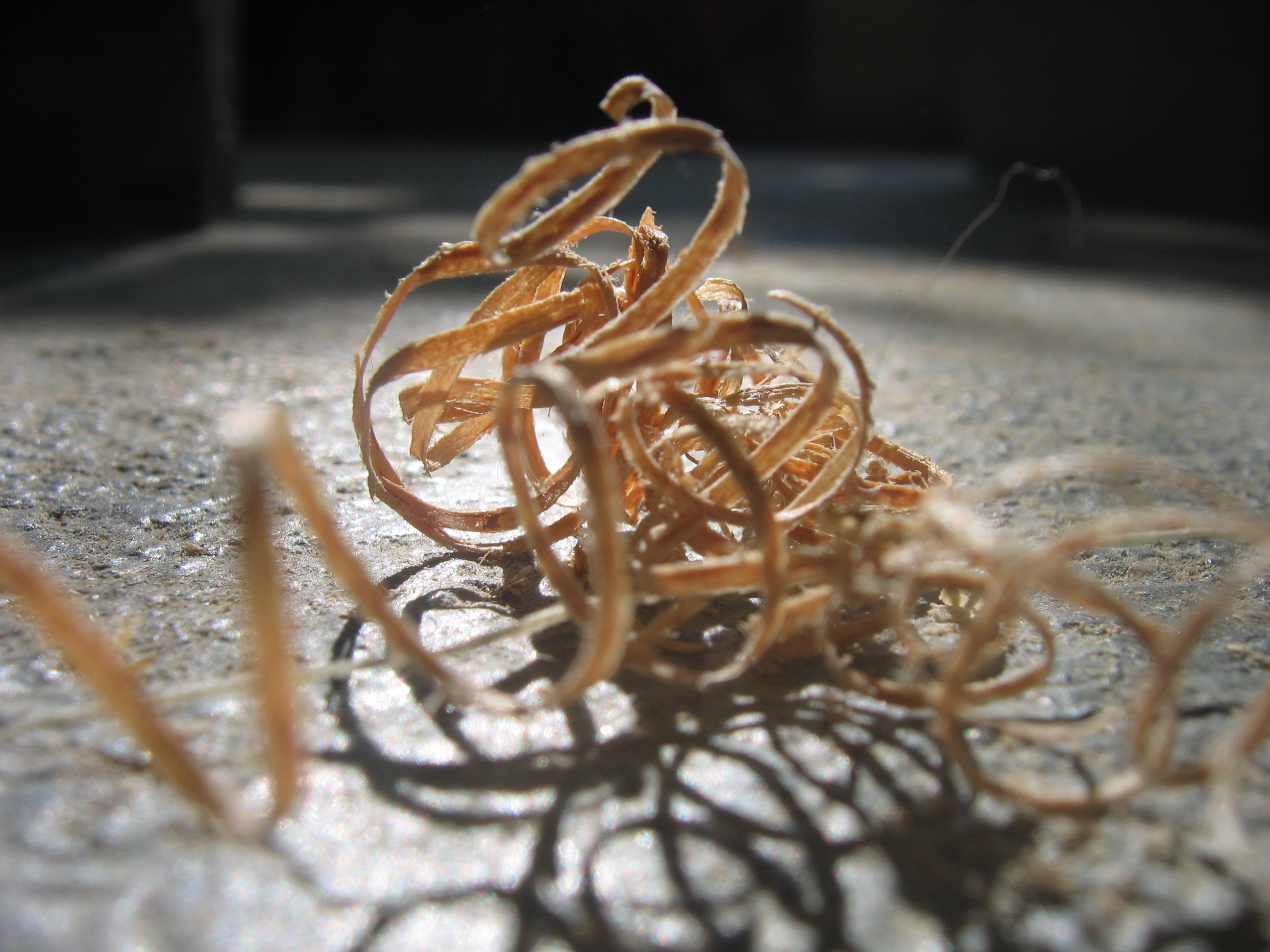 Wood shavings, Abstract, Carpenter, Carpentry, Curl, HQ Photo