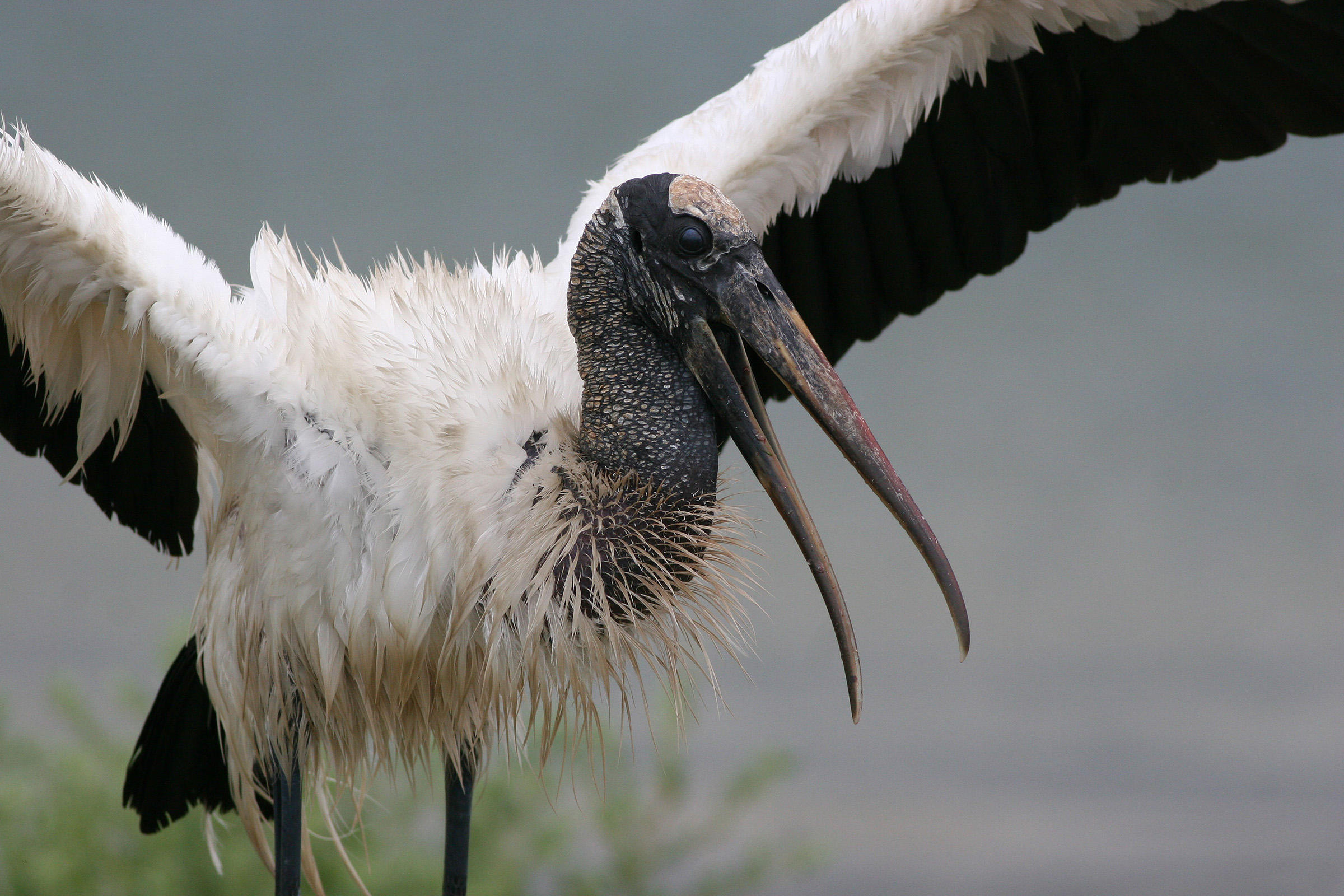 Wood stork photo