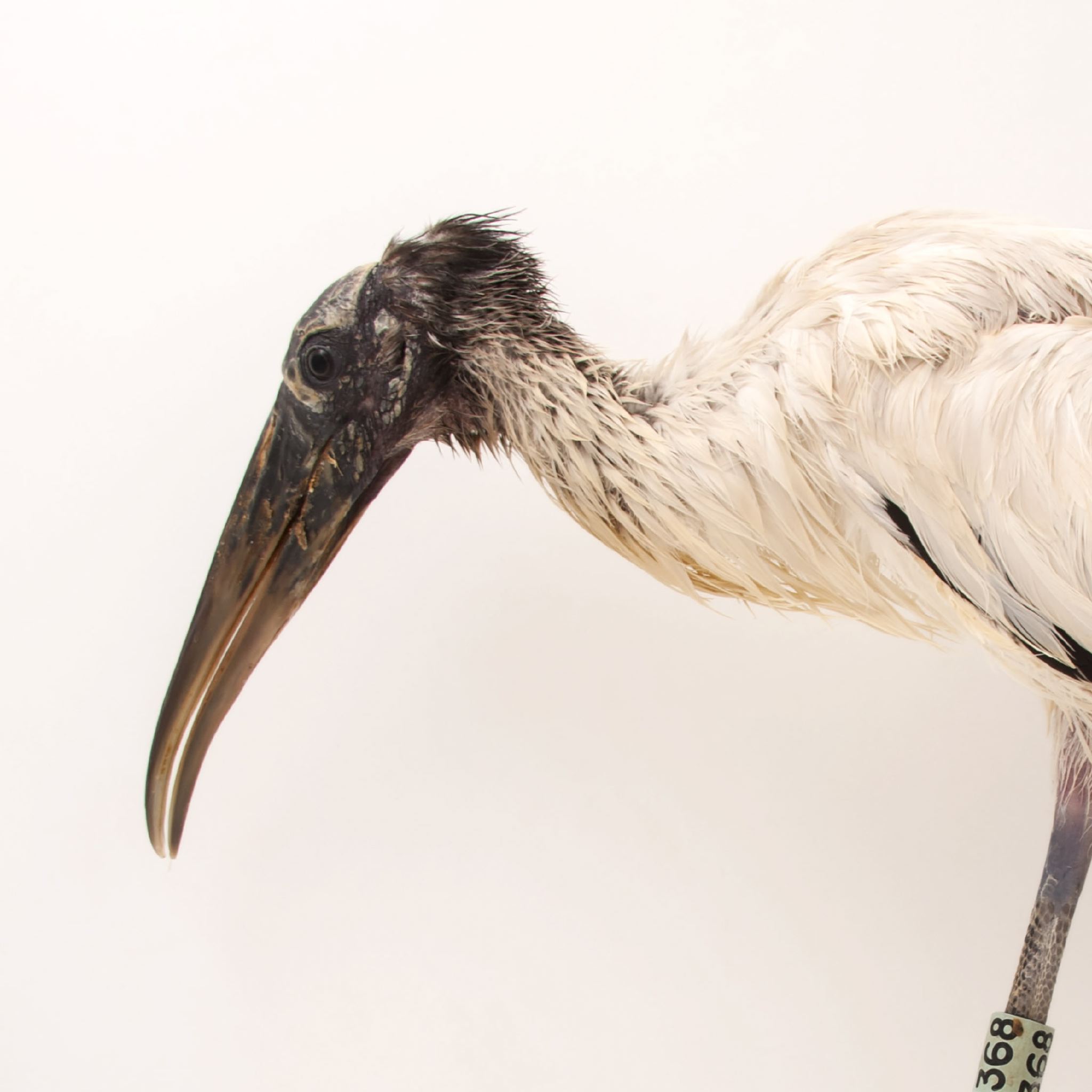 Wood Stork | National Geographic