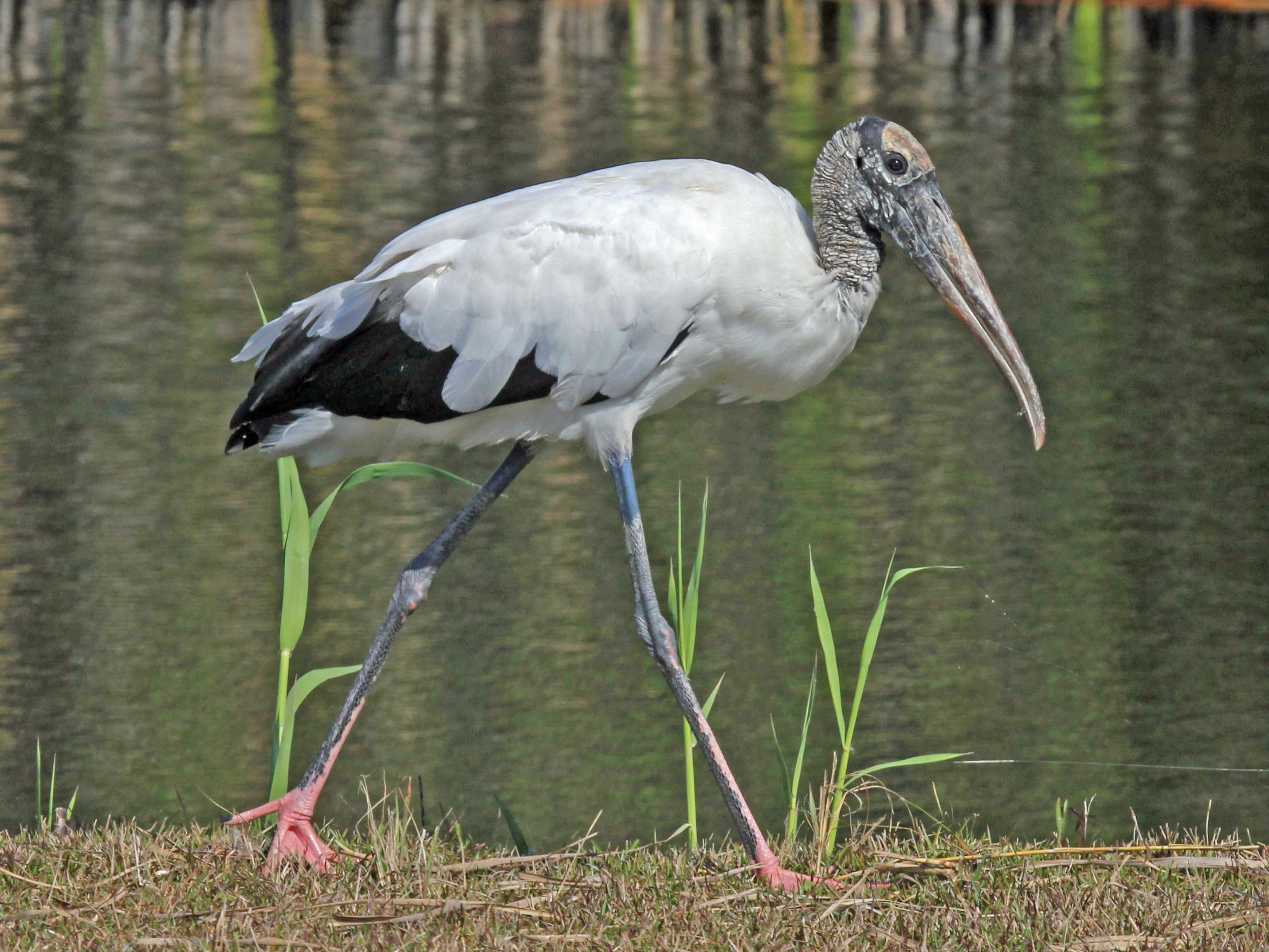 File:Wood Stork Everglades National Park RWD.jpg - Wikimedia Commons