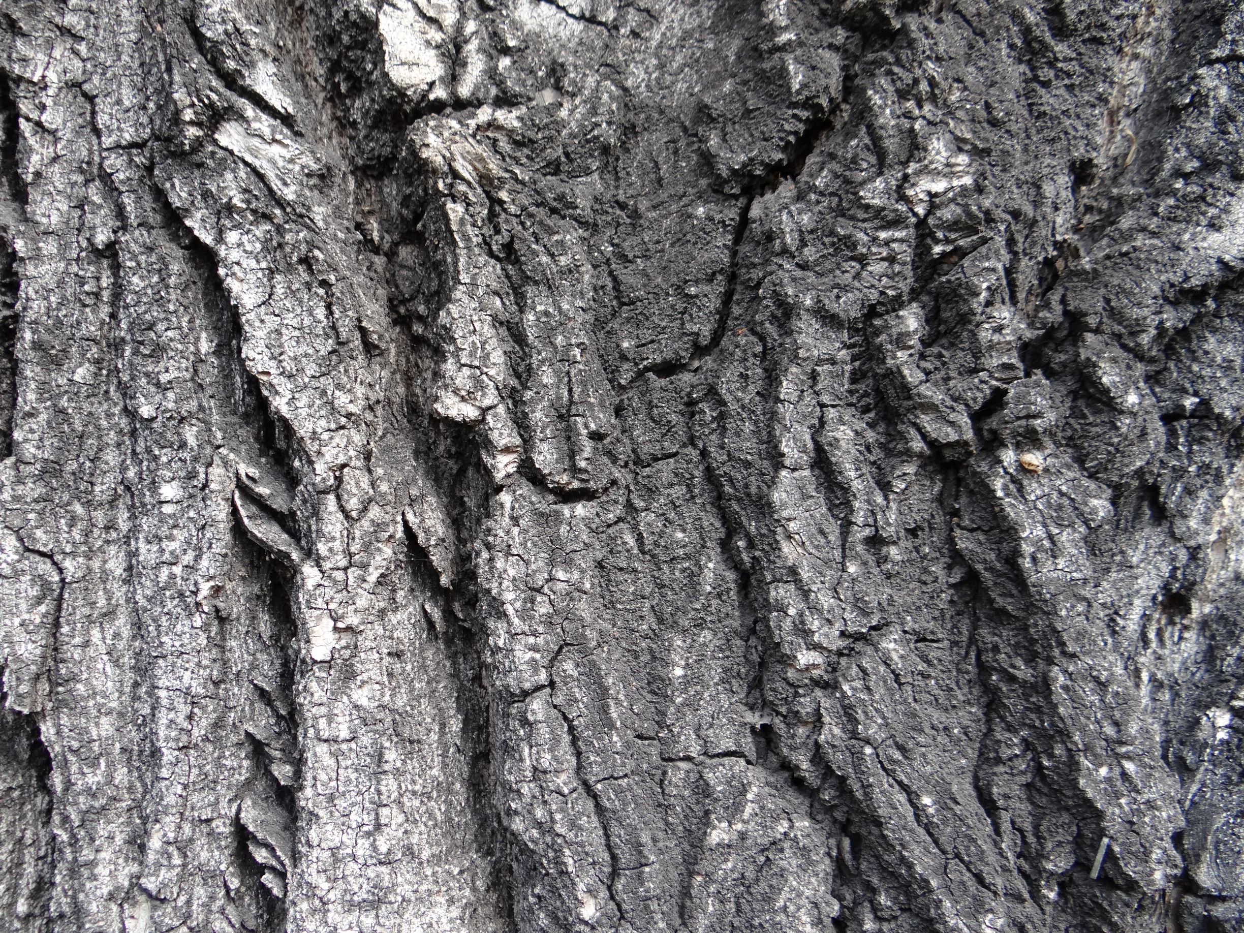 Wood texture, Bark, Cracked, Cracks, Gray, HQ Photo