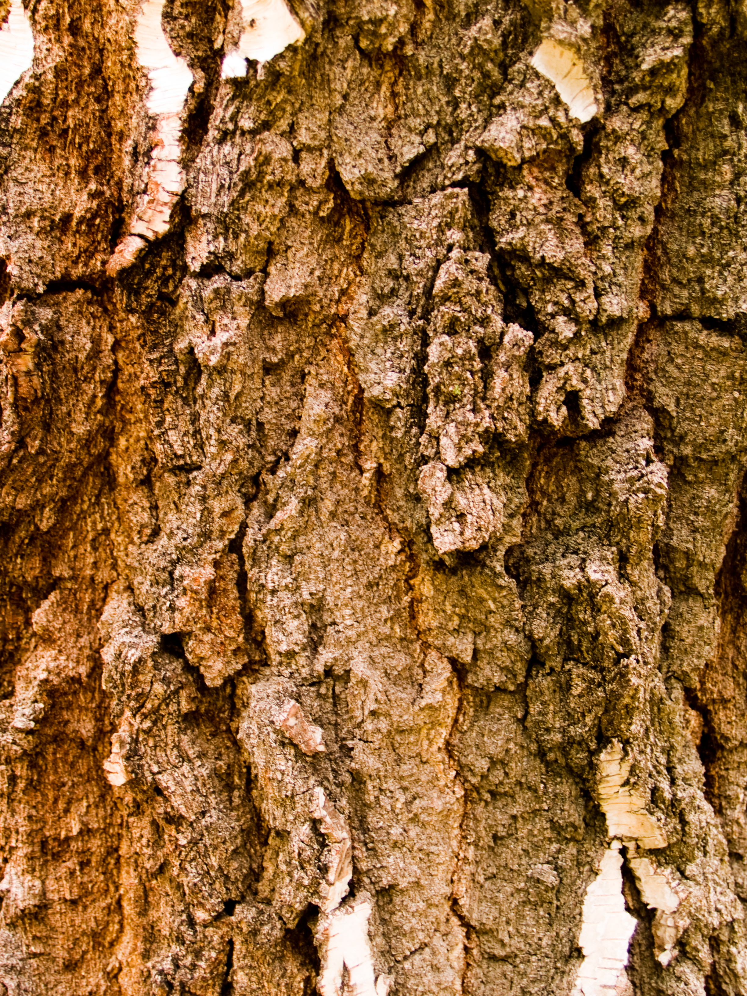 Wood texture, Bark, Cracked, Gray, Rough, HQ Photo