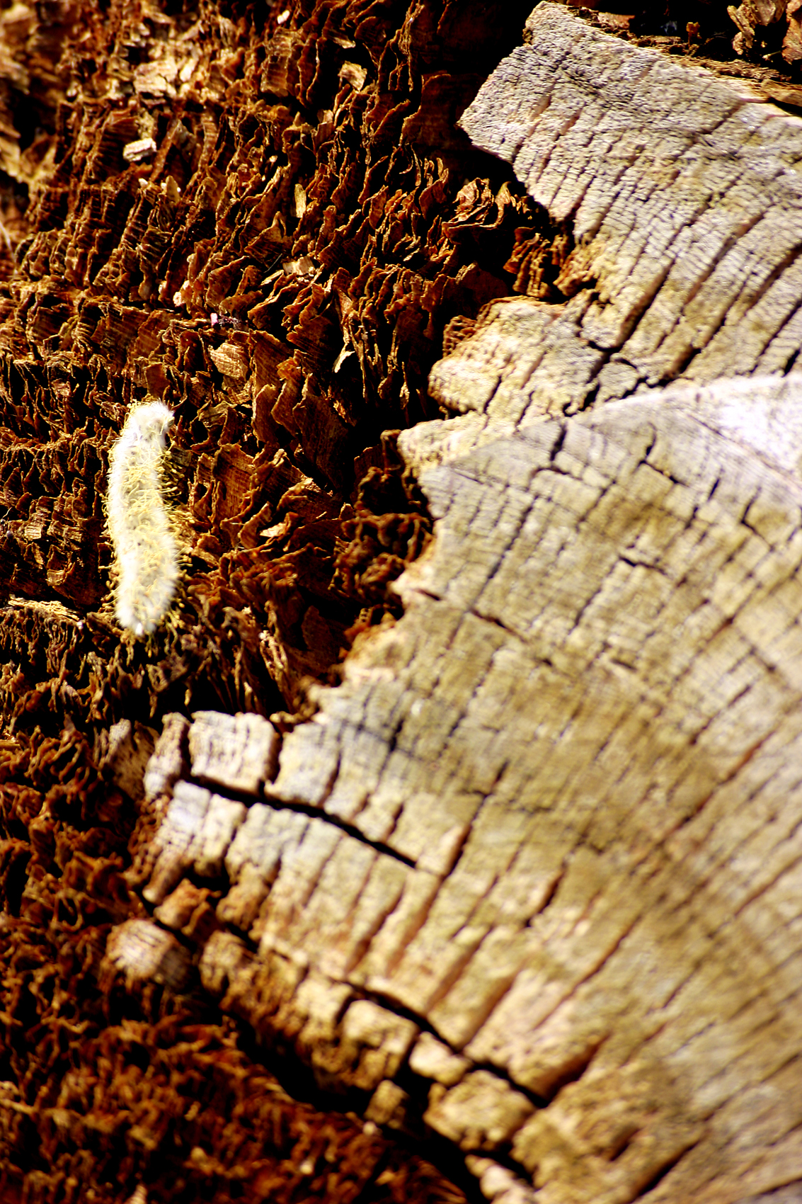Wood texture, Abstract, Bark, Cracked, Old, HQ Photo
