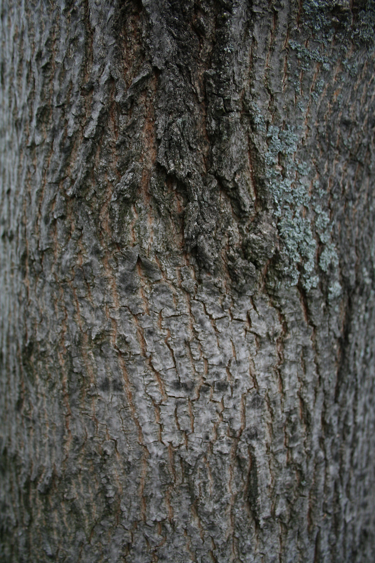 Wood texture, Bark, Cracks, Rough, Texture, HQ Photo
