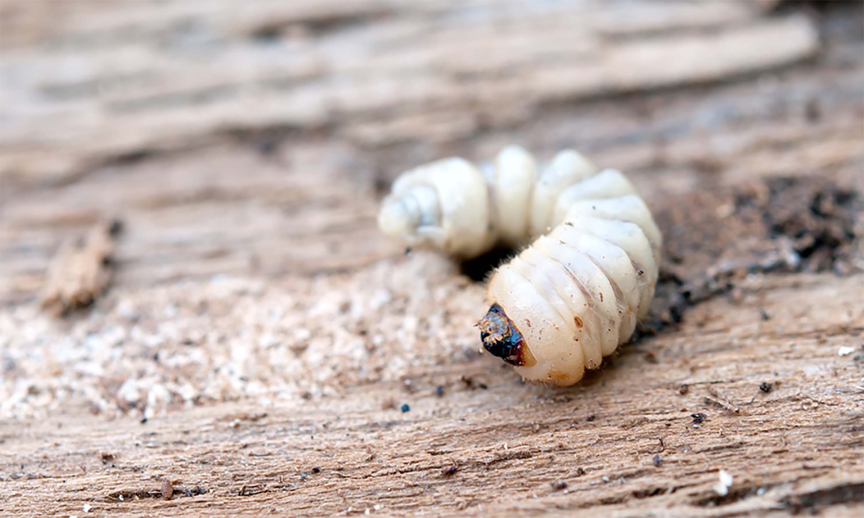 Know your woodworm! | Timberwise