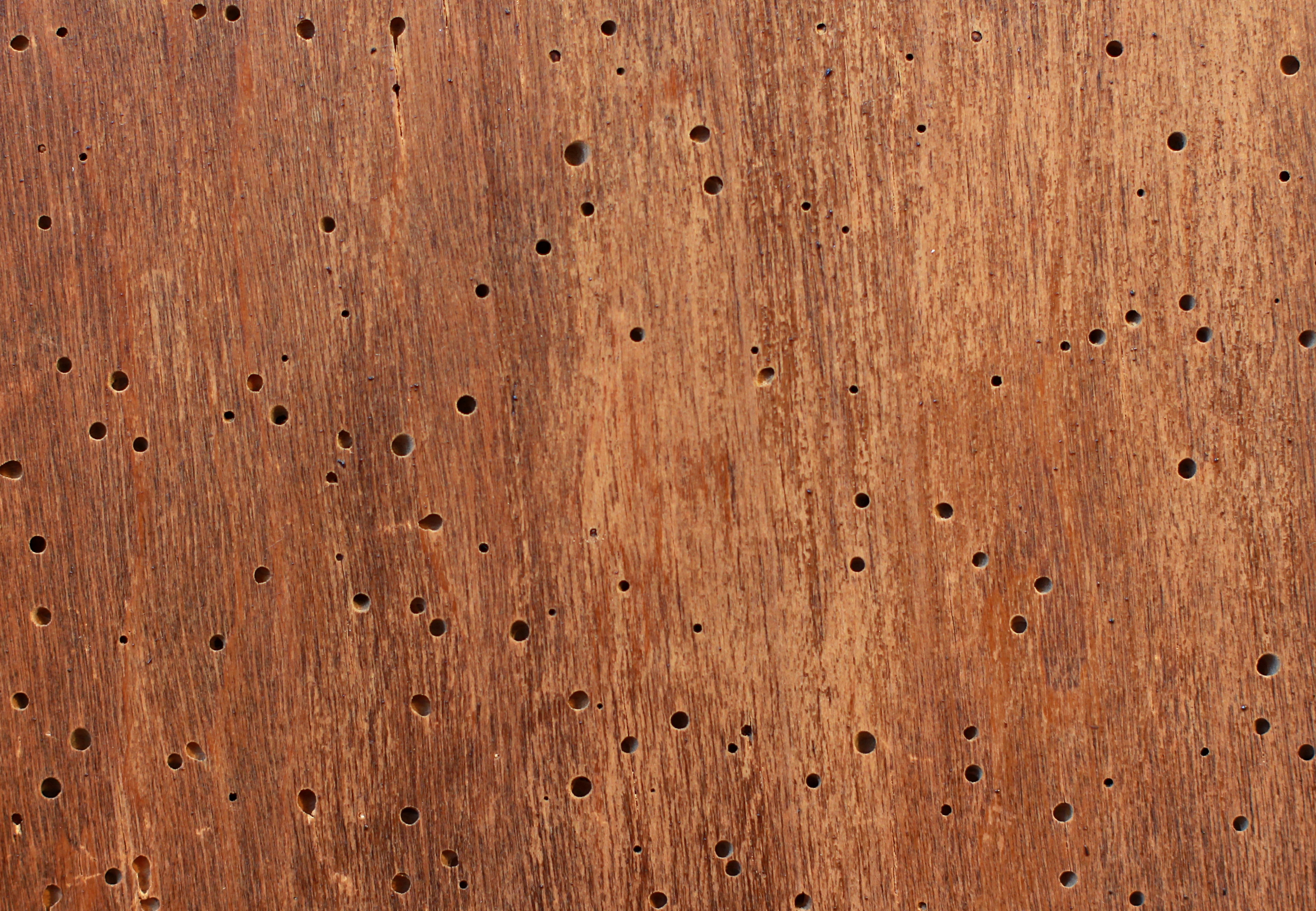 File:Wood texture with woodworm hole.jpg - Wikimedia Commons