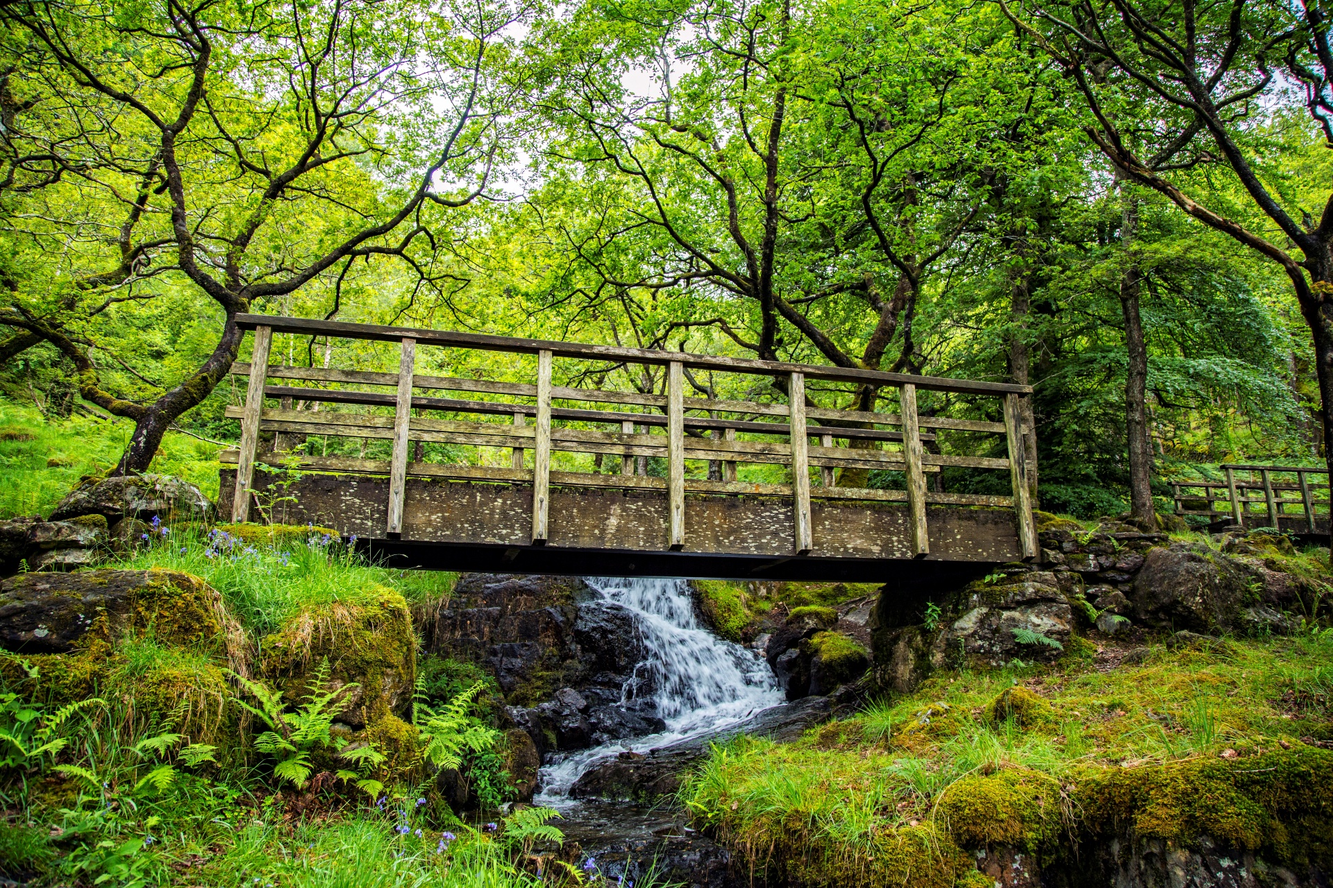 Wooden Bridge In Forest Free Stock Photo - Public Domain Pictures