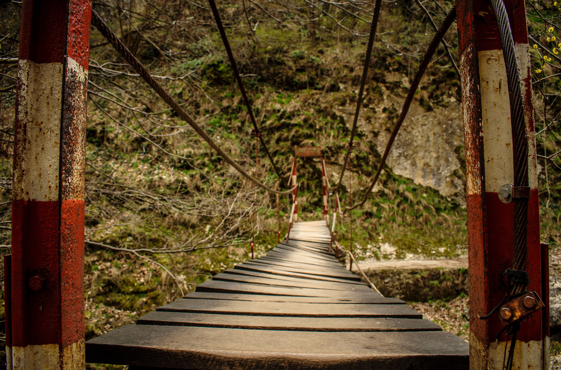 Old wooden bridge in the wilderness - Danijela Despotov