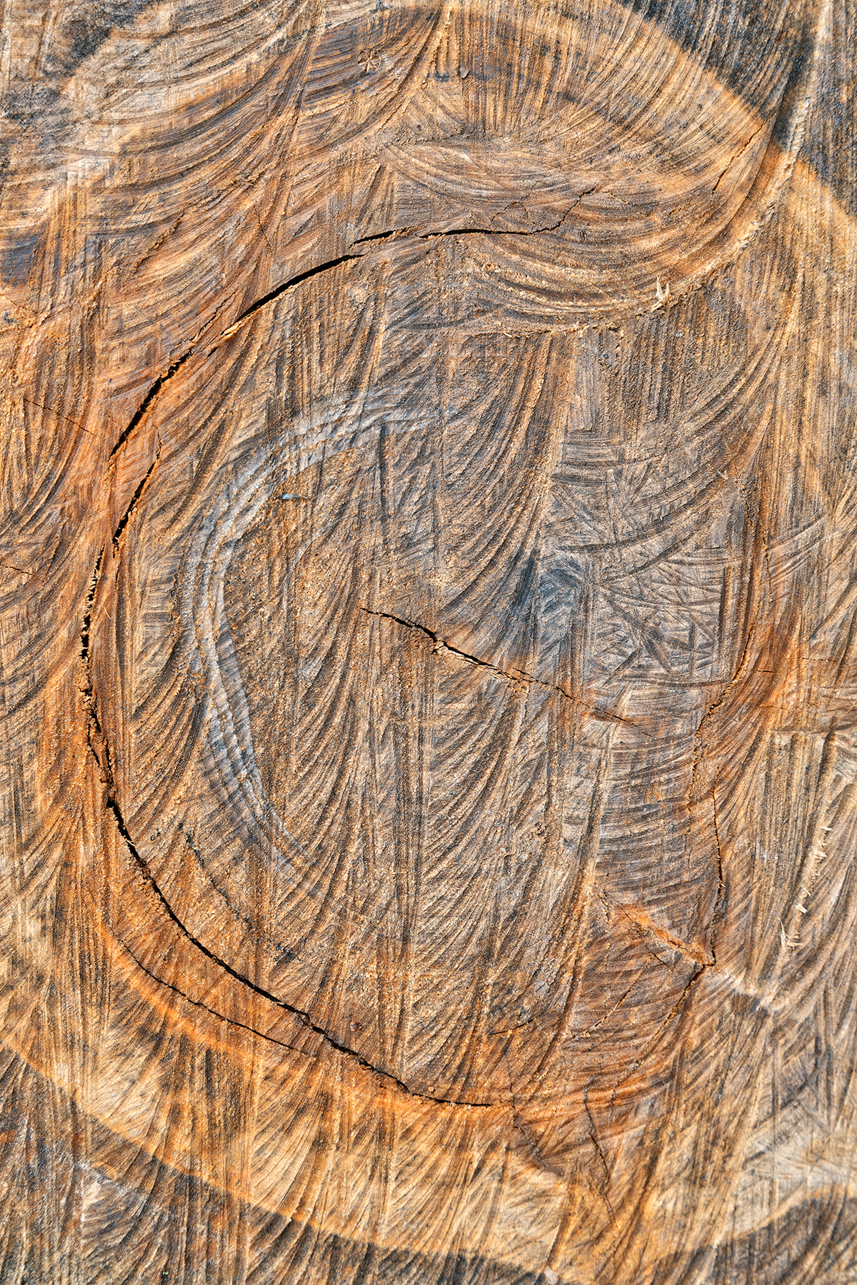 Wooden Embryo - HDR Texture, Abstract, Highlights, Personify, Personification, HQ Photo