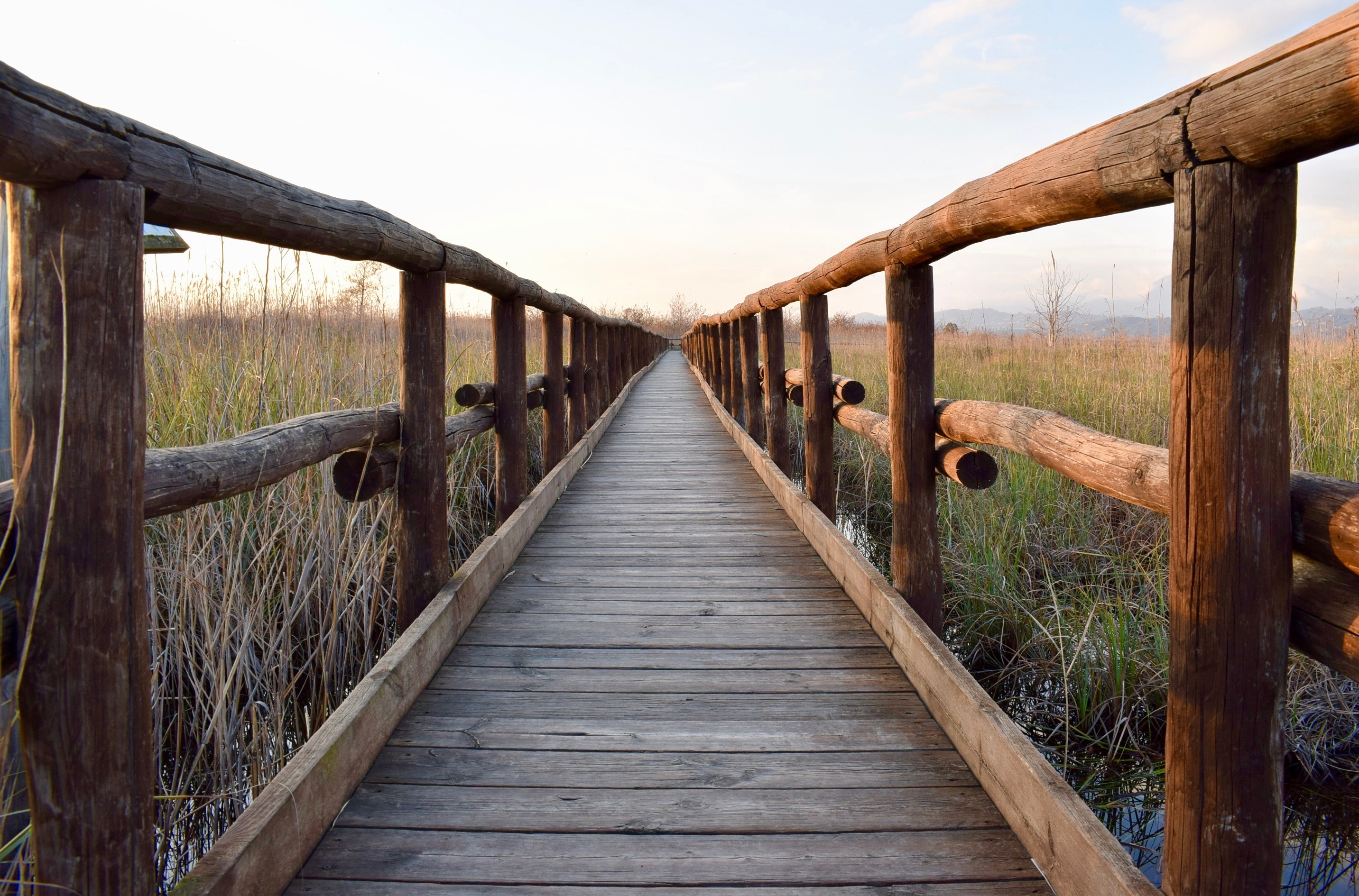Free Images : nature, boardwalk, wood, walkway, reeds, infinite ...