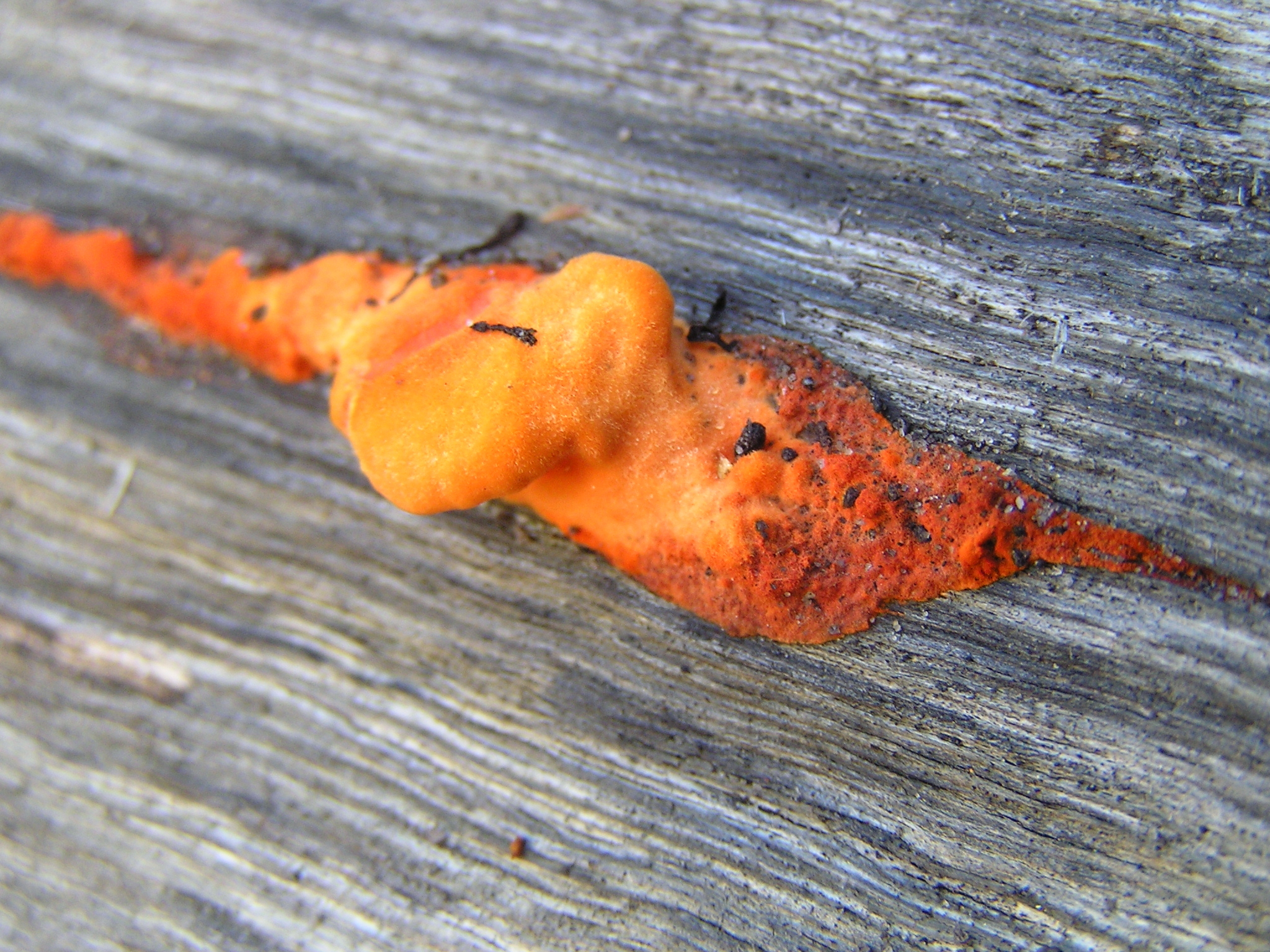 Orange fungus growing on wooden log. by jellybush on DeviantArt