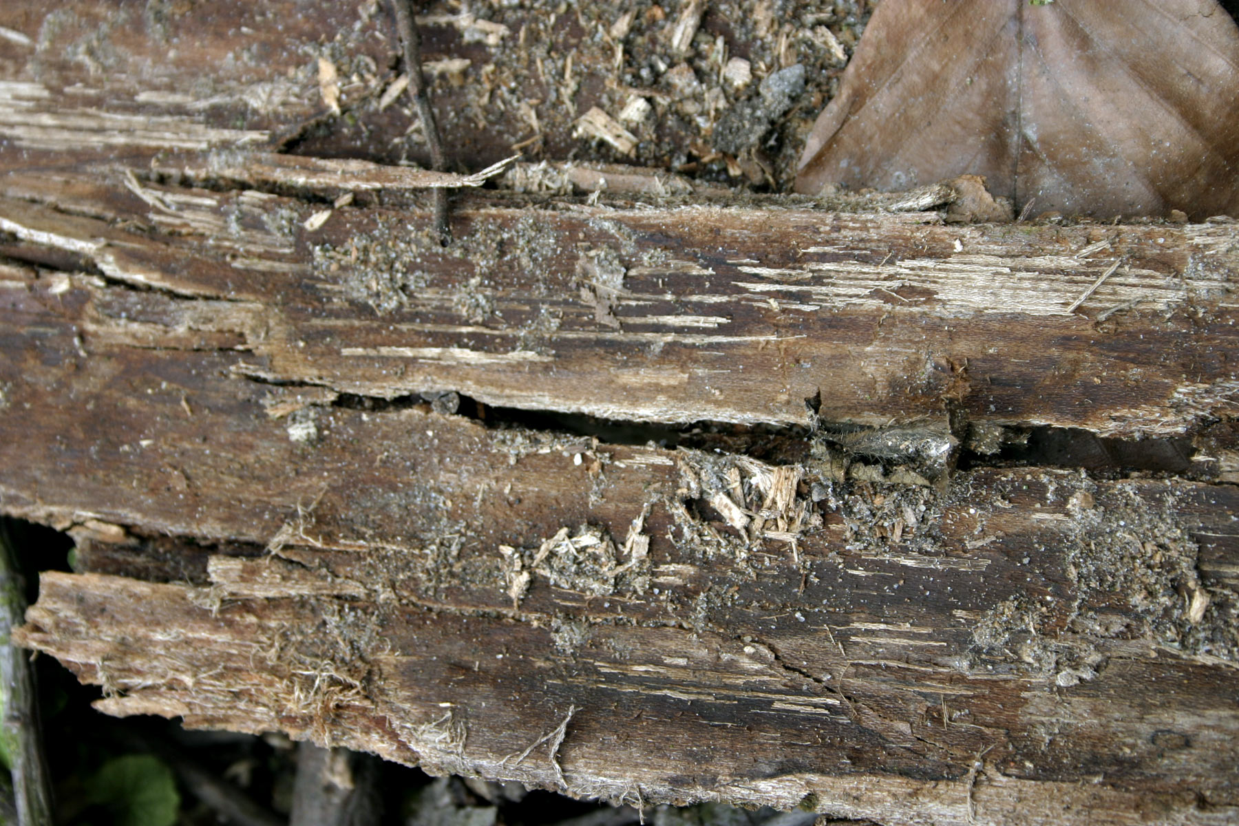 Wooden texture, Bark, Cracked, Texture, Tree, HQ Photo