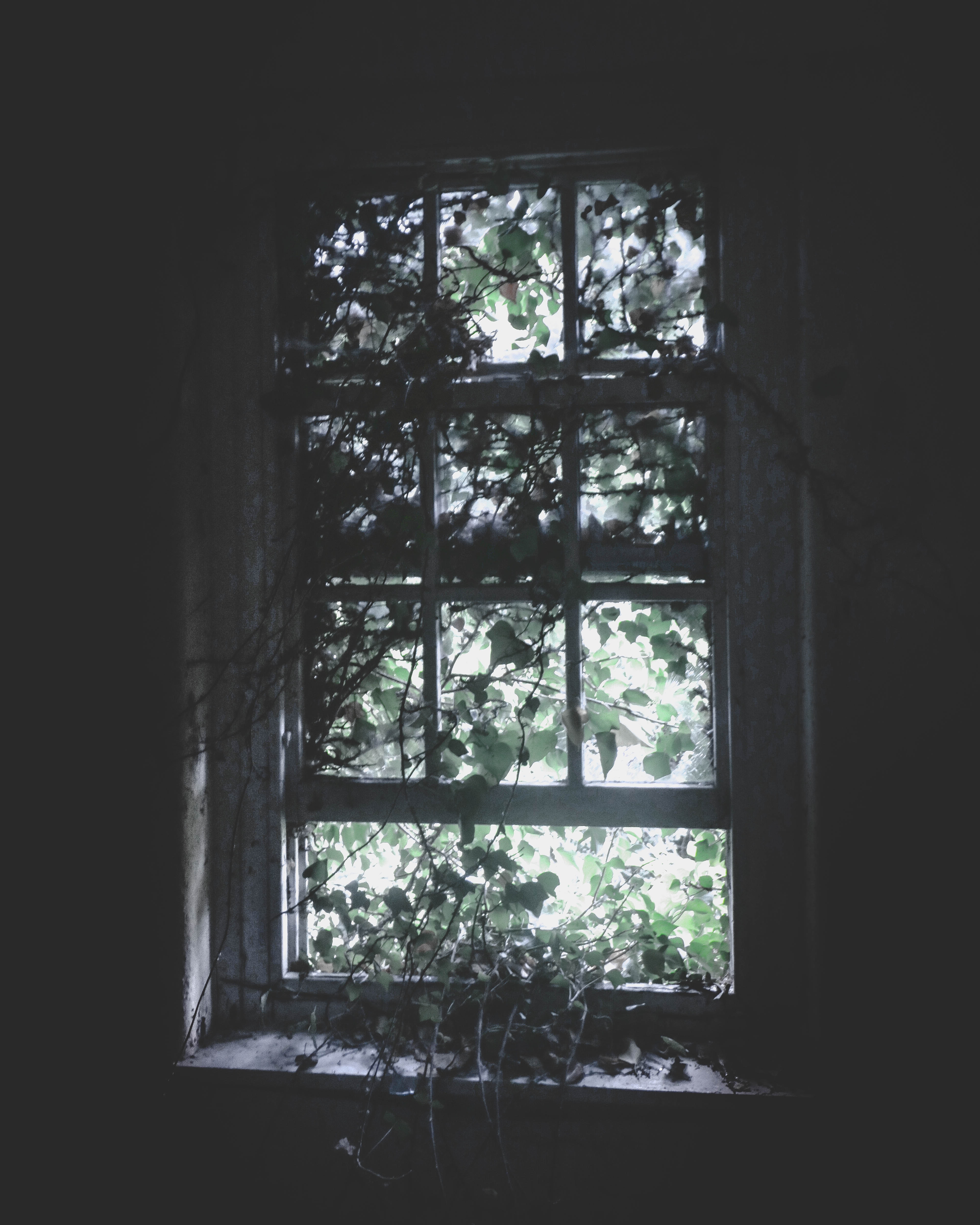 Wooden window pane with vines photo