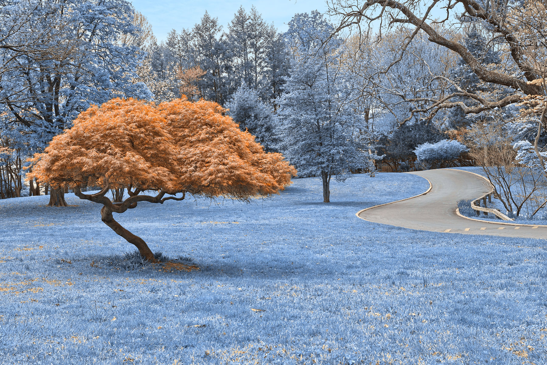 Woodend Sanctuary Scenery - Winter Blue, Raymond, Shadow, Shades, Shade, HQ Photo