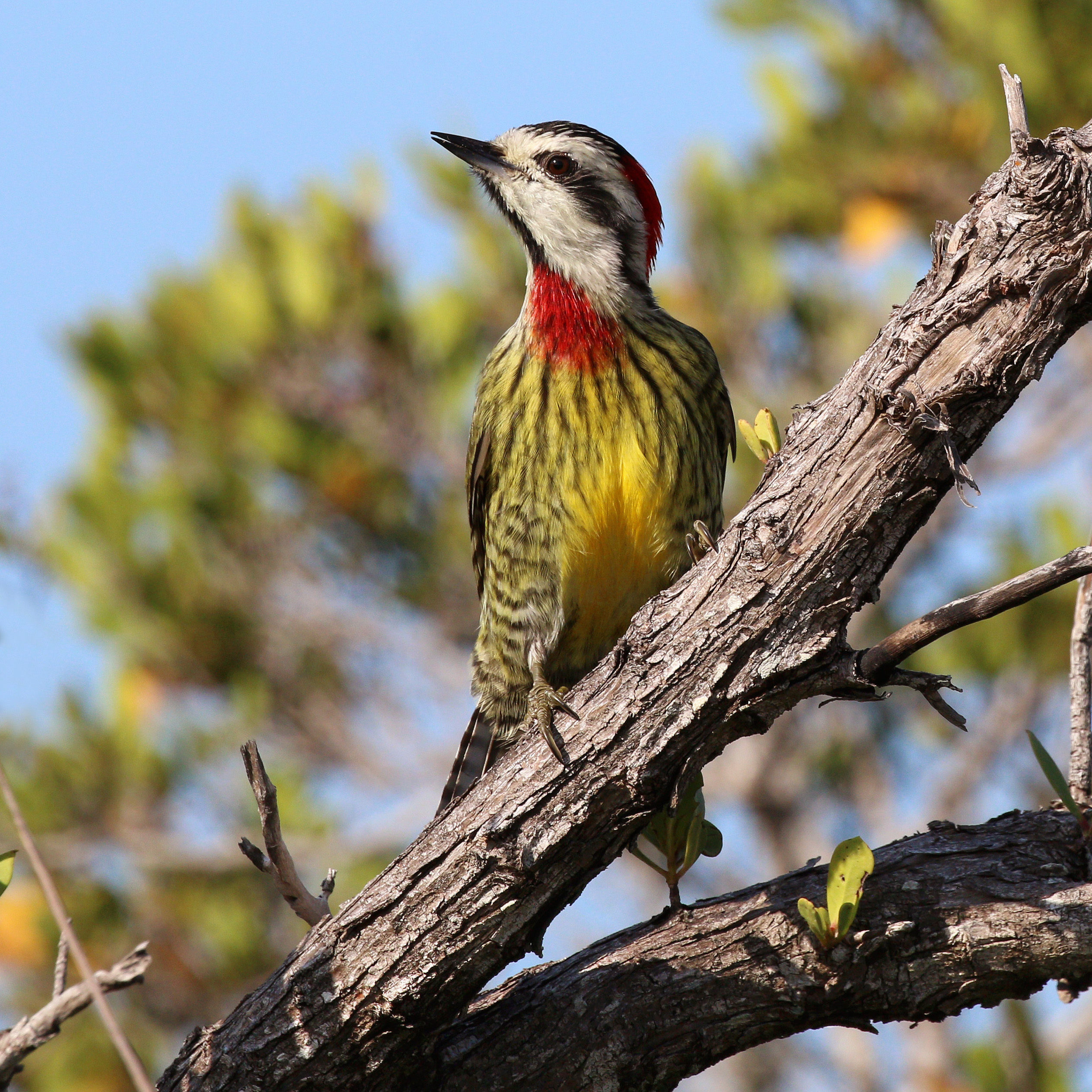 Woodpecker - Wikipedia