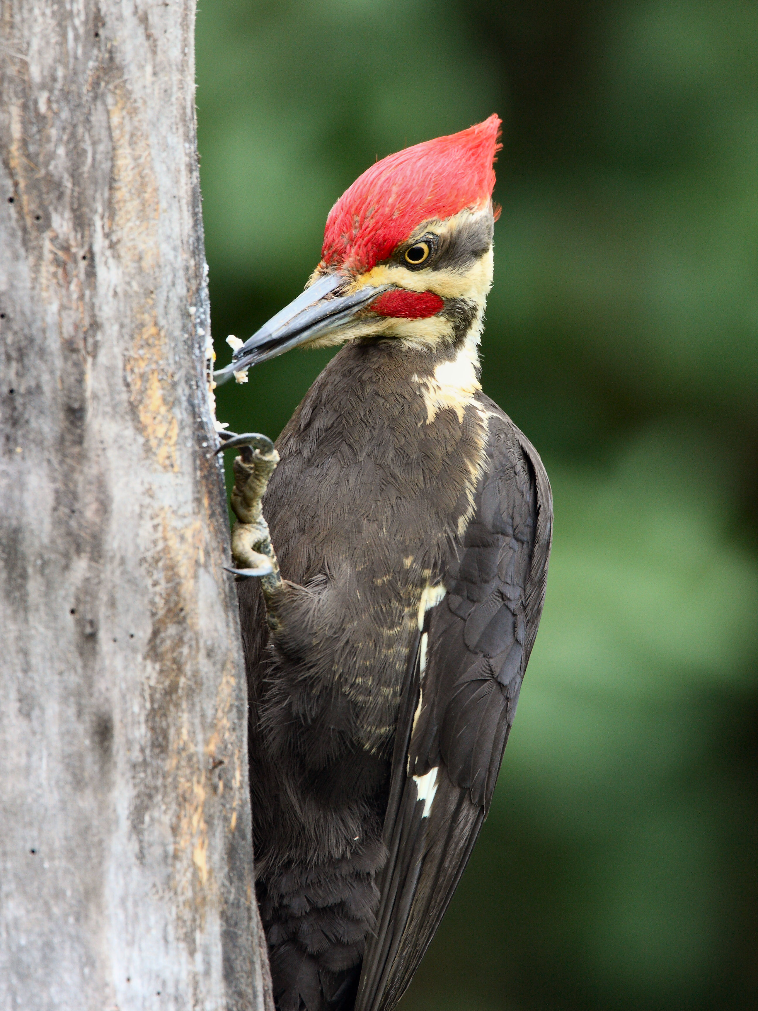 How to deal with problem Woodpecker in New York | WildlifeHelp.org