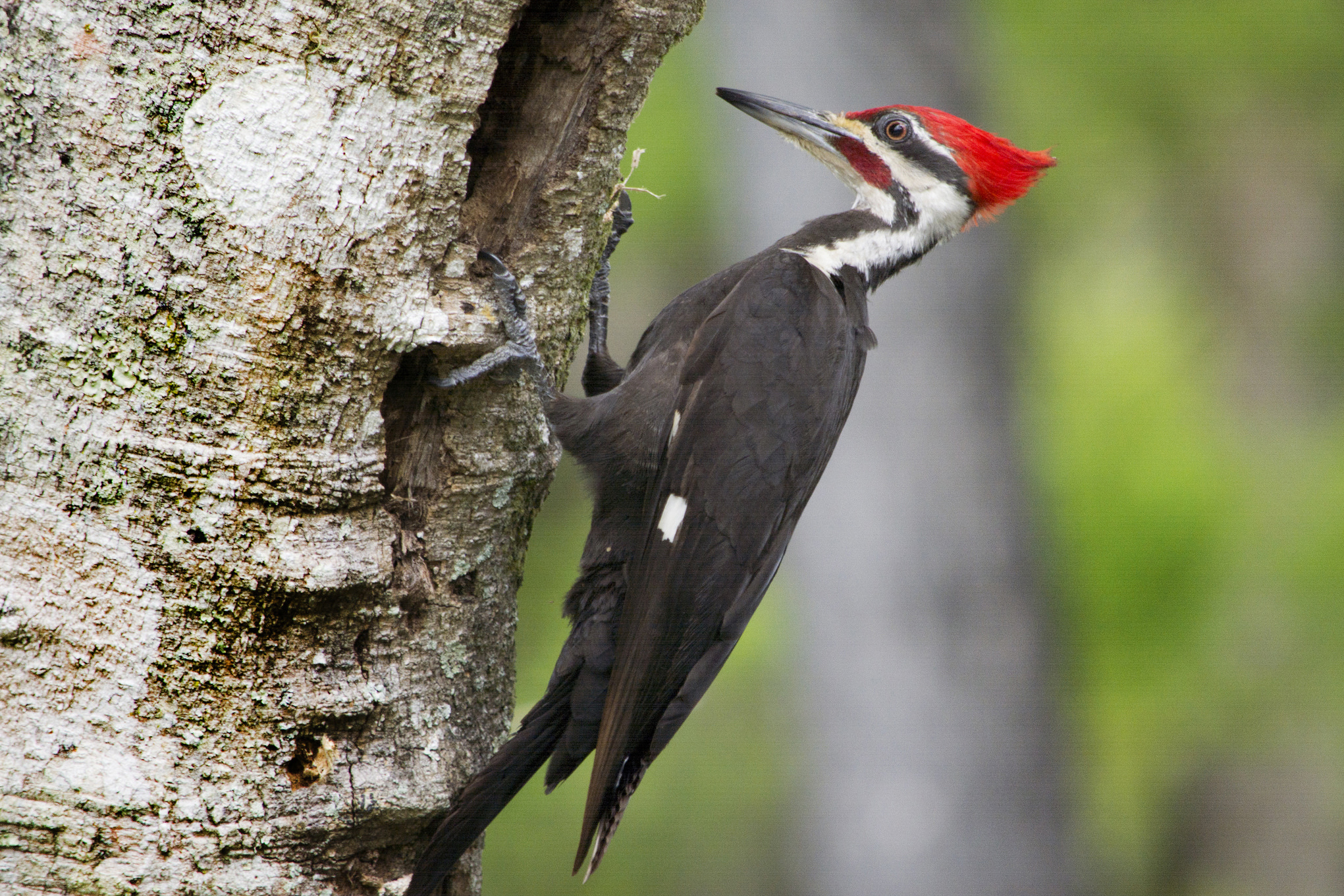Woodpeckers and Fungus | A Moment of Science - Indiana Public Media