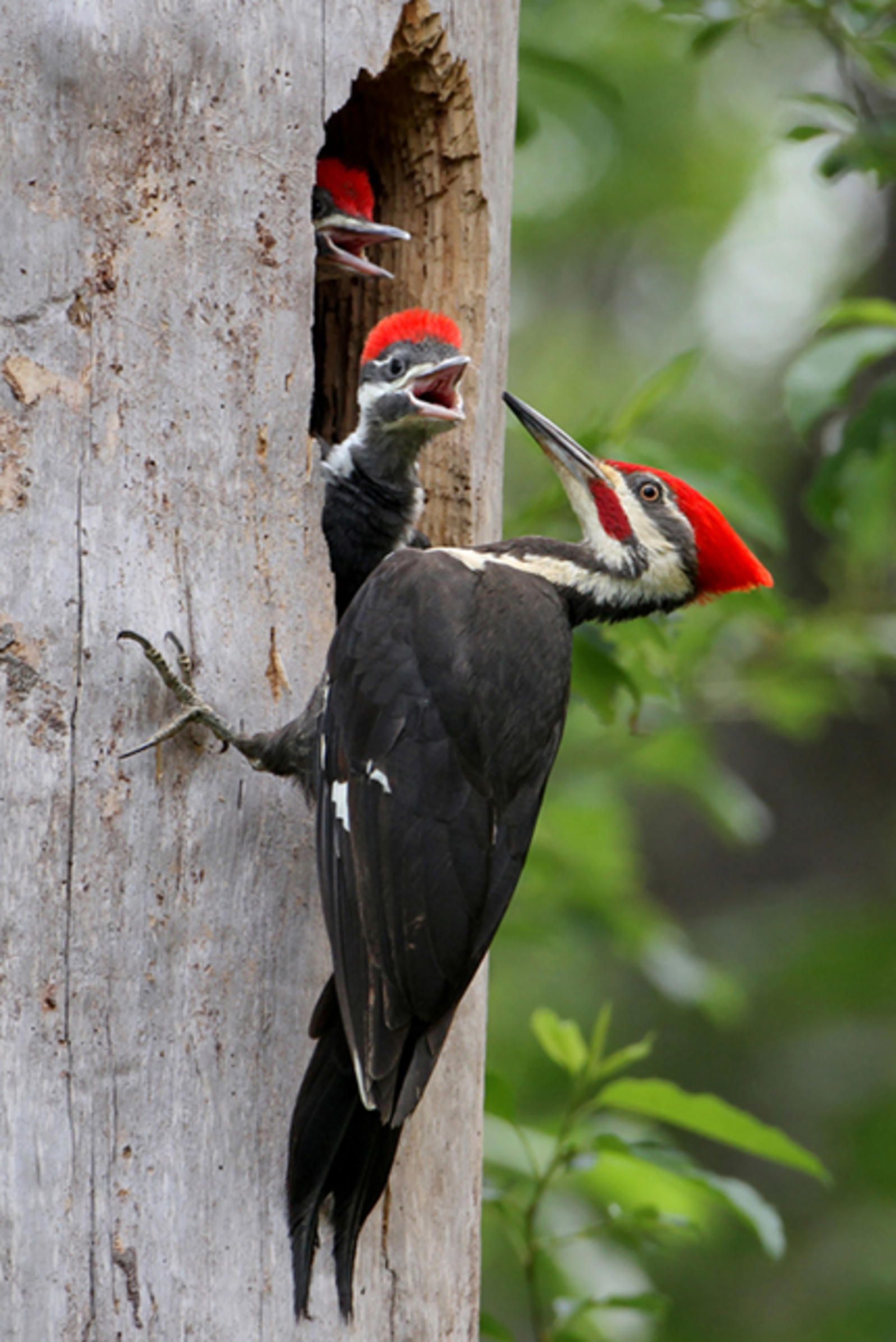 Photo of the Day: Pileated Woodpecker | Audubon | Birds that come to ...