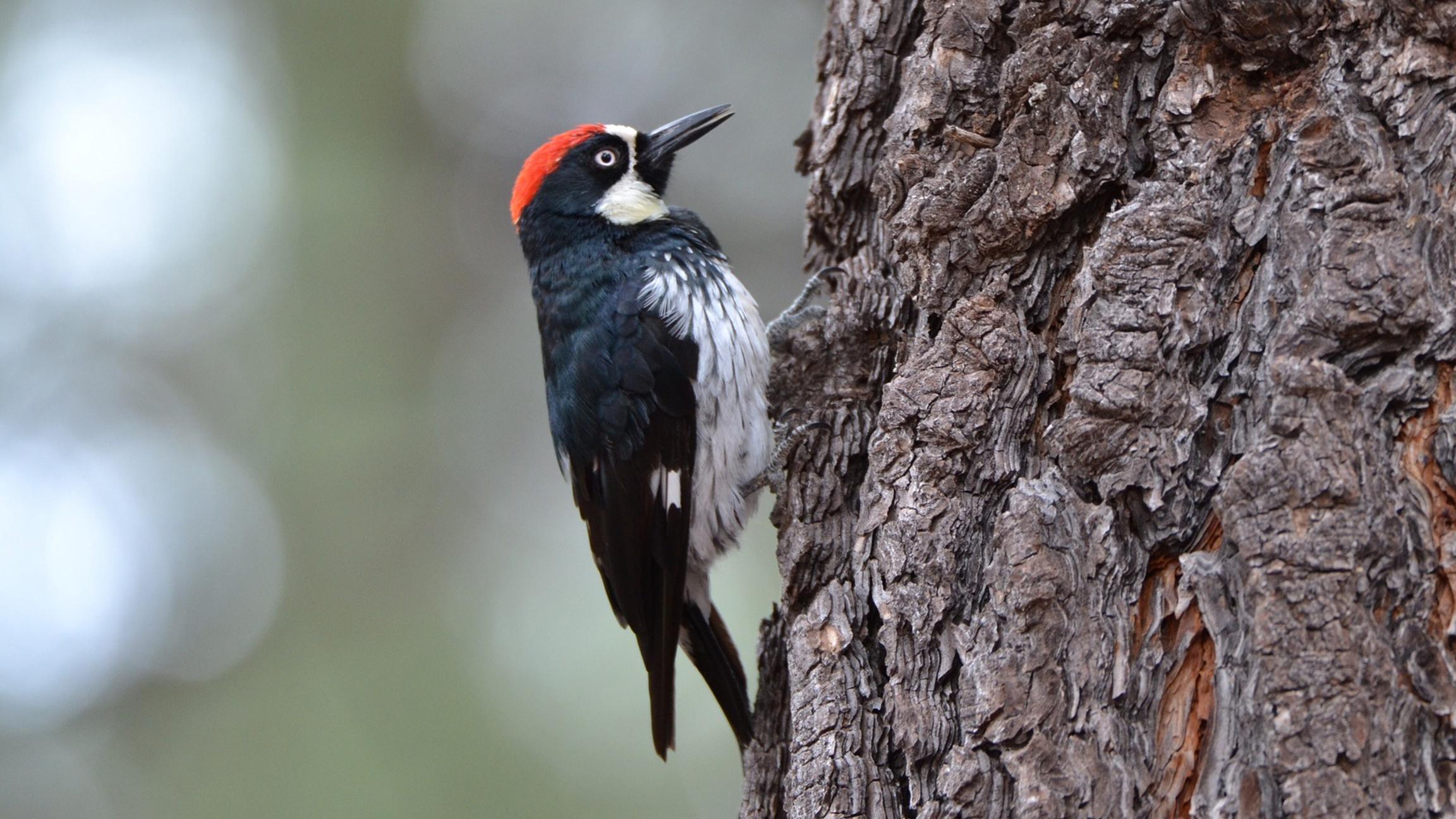 Woodpeckers Show Signs of Possible Brain Damage, New Study Finds ...