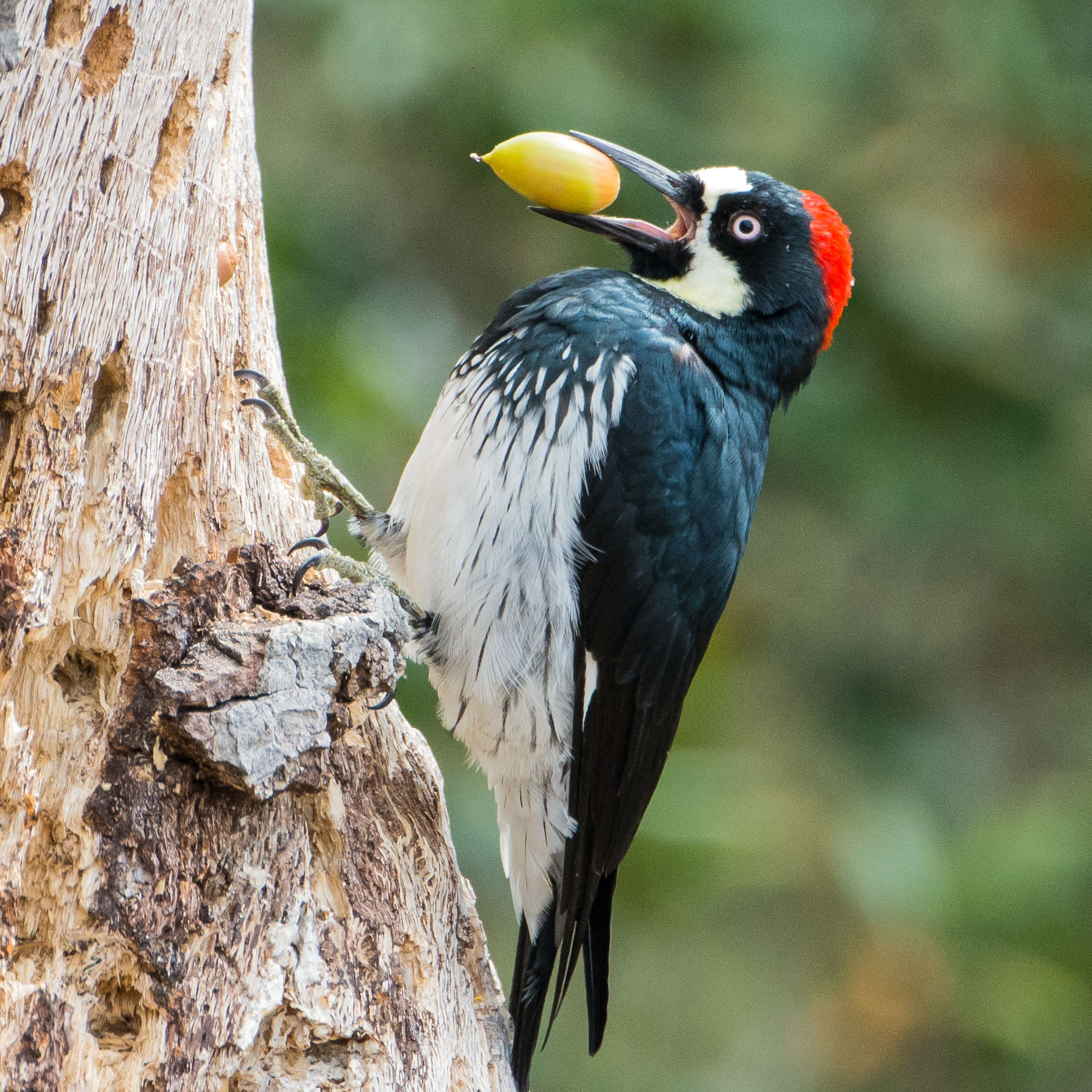 Acorn Woodpecker Territory Fight — Aggressive Birds