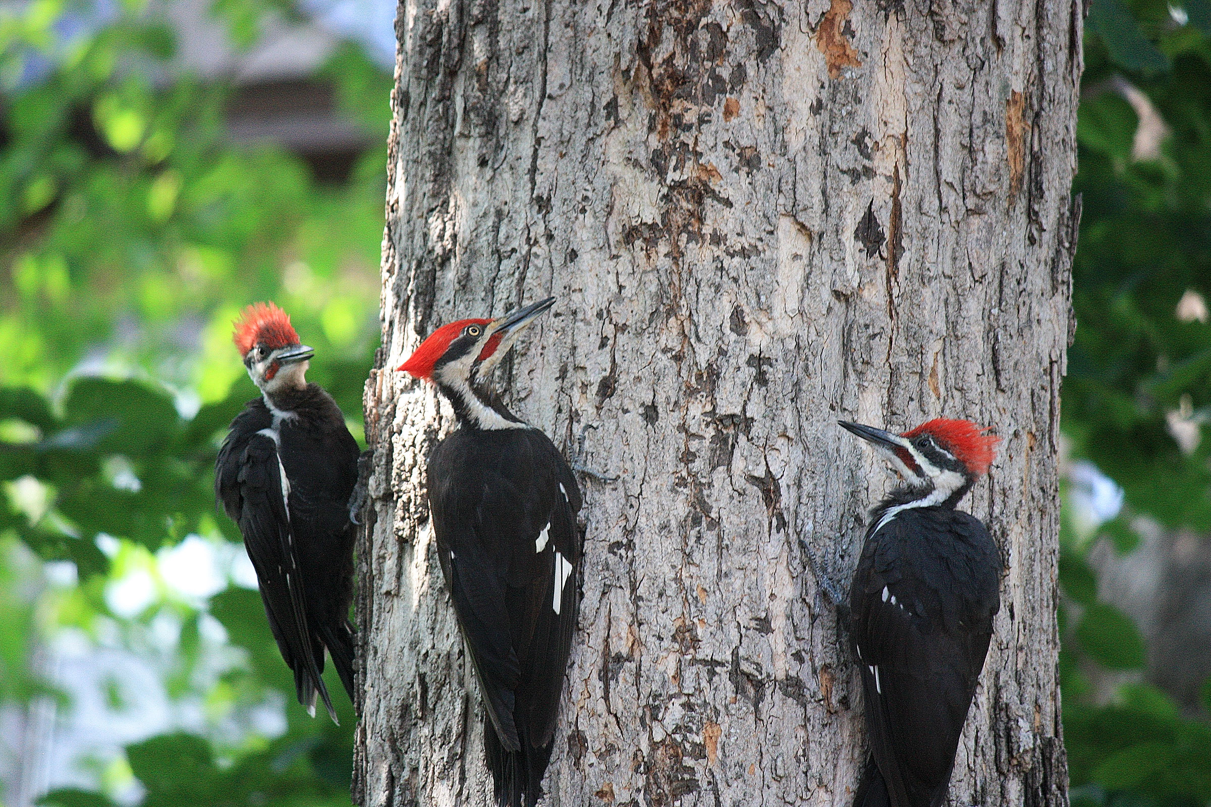 Hear the Differing Drumbeats of Woodpeckers | Audubon