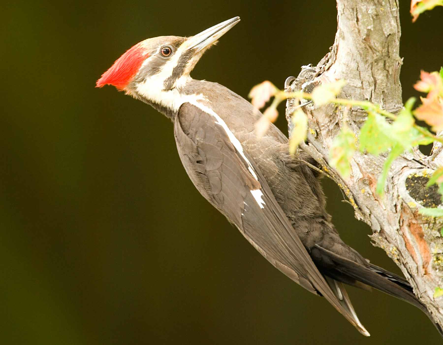 The Peculiar Pileated Woodpecker | Missouri Department of Conservation