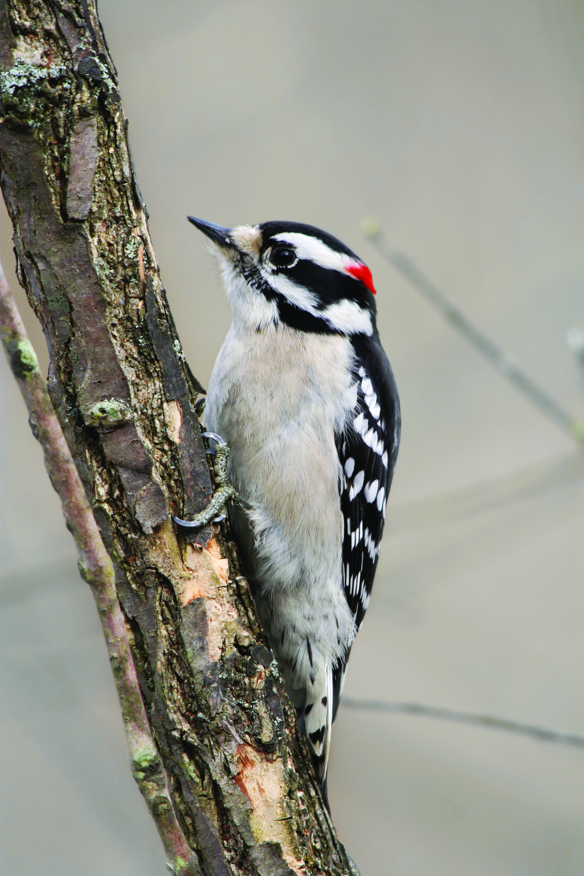 Good Birds in the Garden: The Downy Woodpecker ...