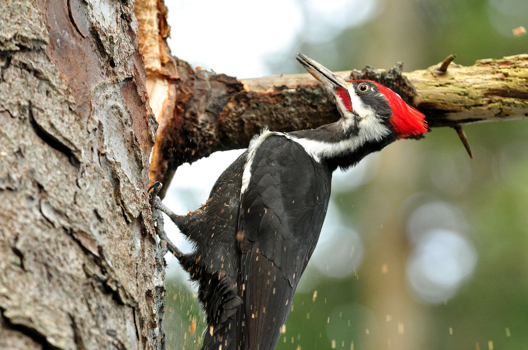 Why Woodpeckers Can Safely Slam Their Faces Into Trees | Audubon