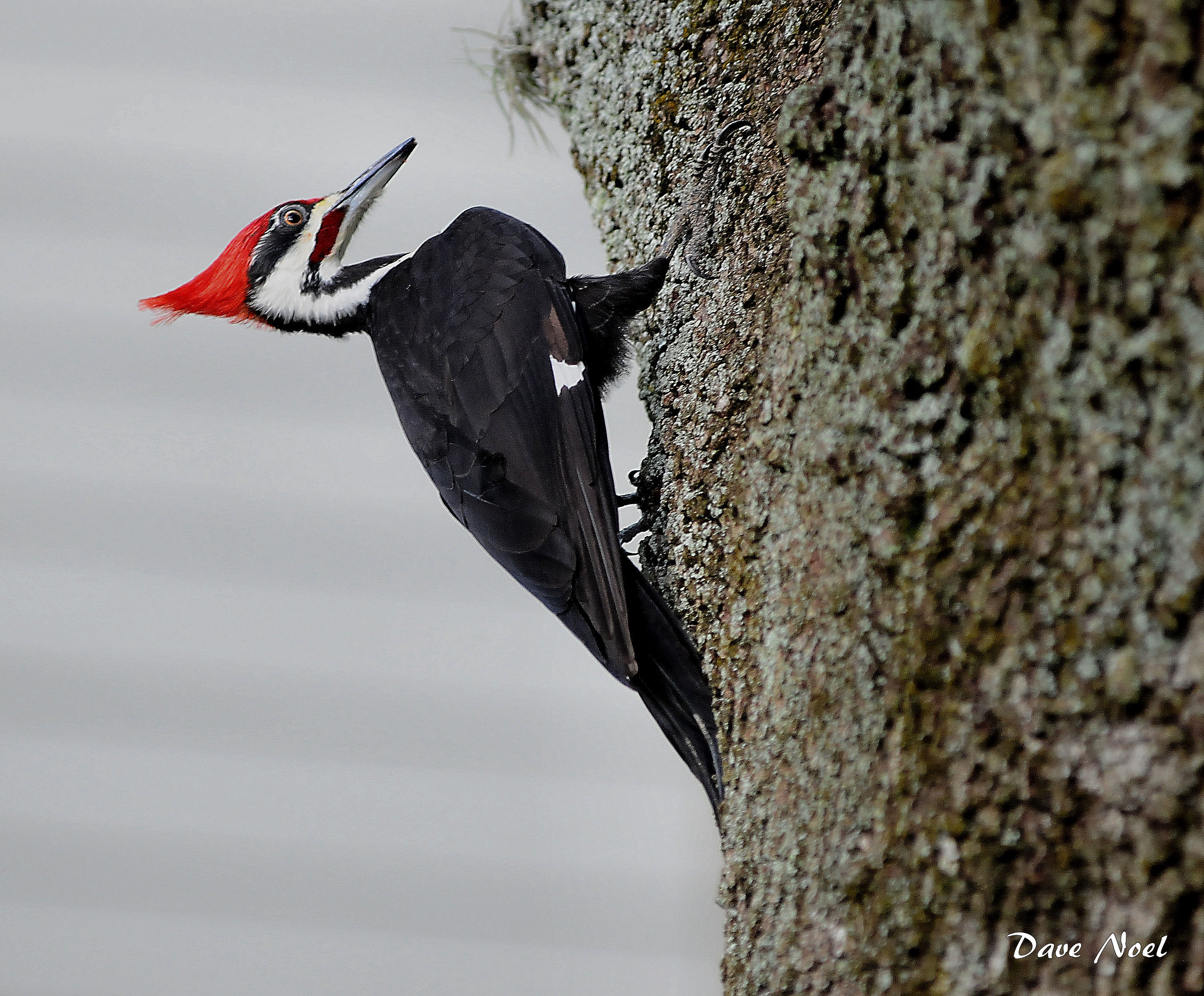 woodpeckers | Birds by Dave