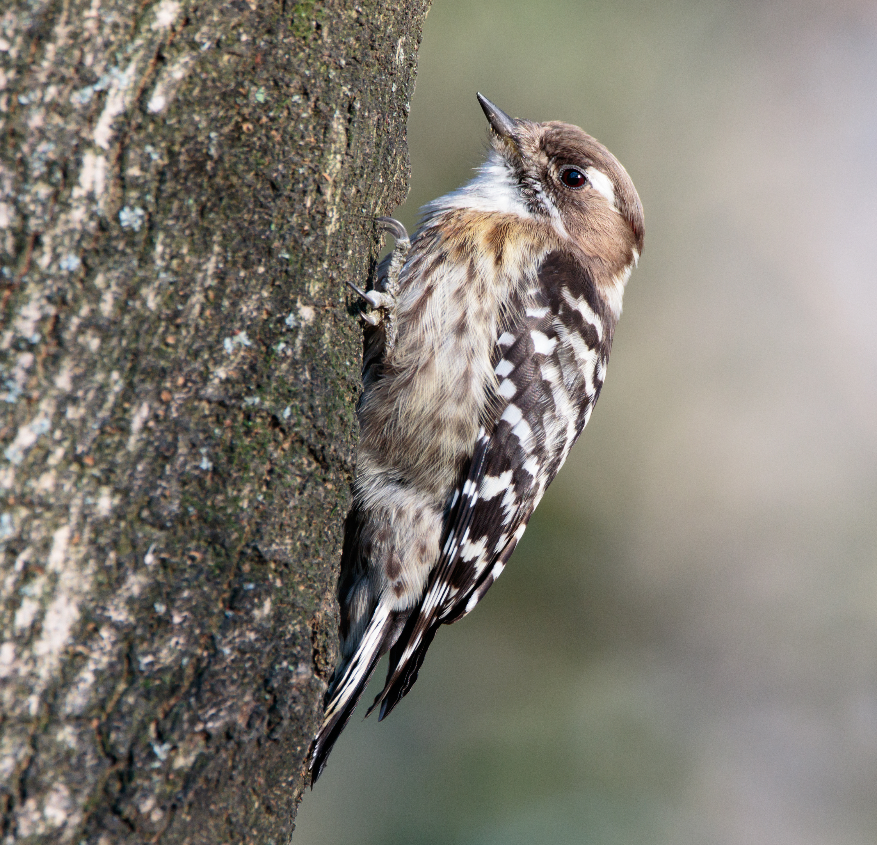 Japanese pygmy woodpecker - Wikipedia