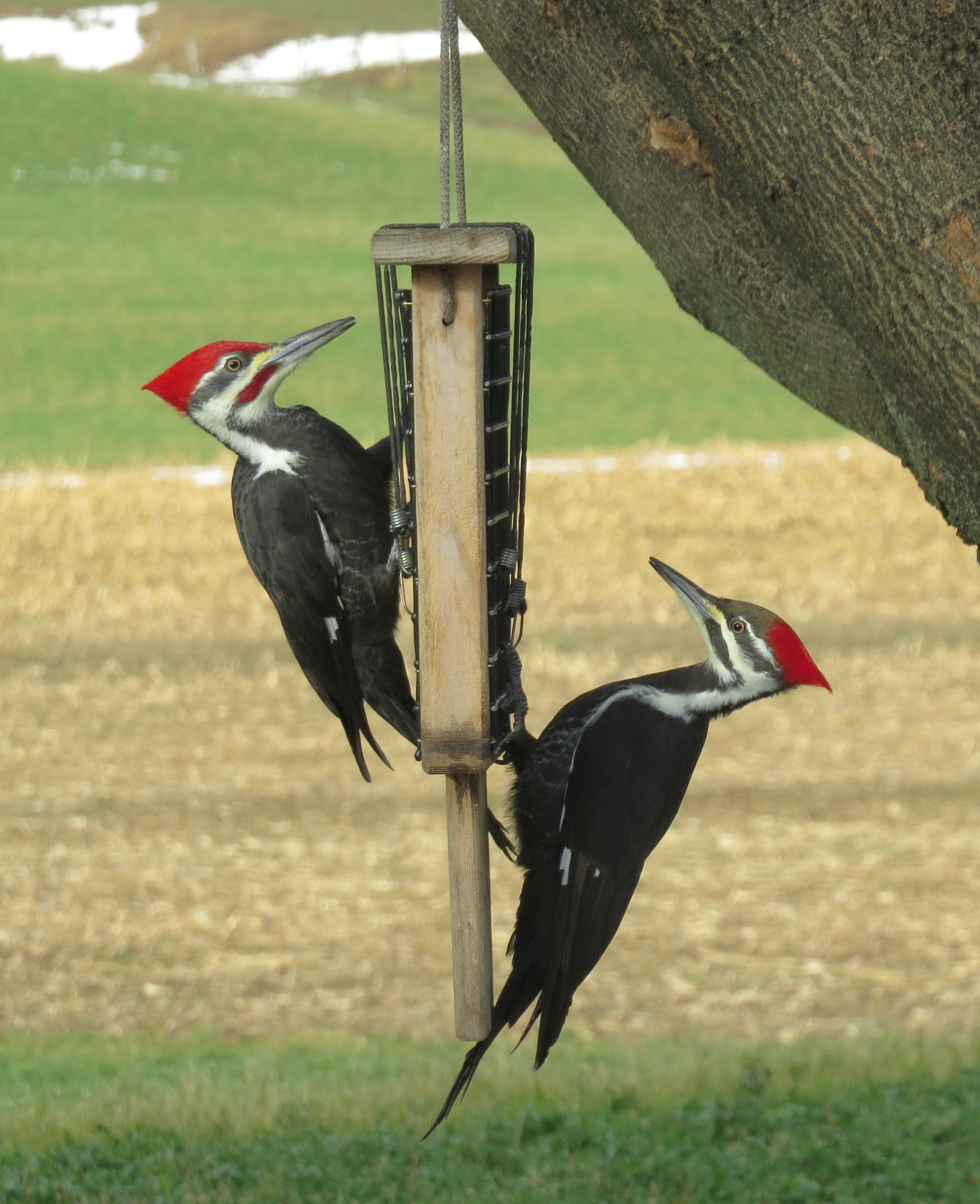 Pileated Woodpeckers | Roadkill Crossing