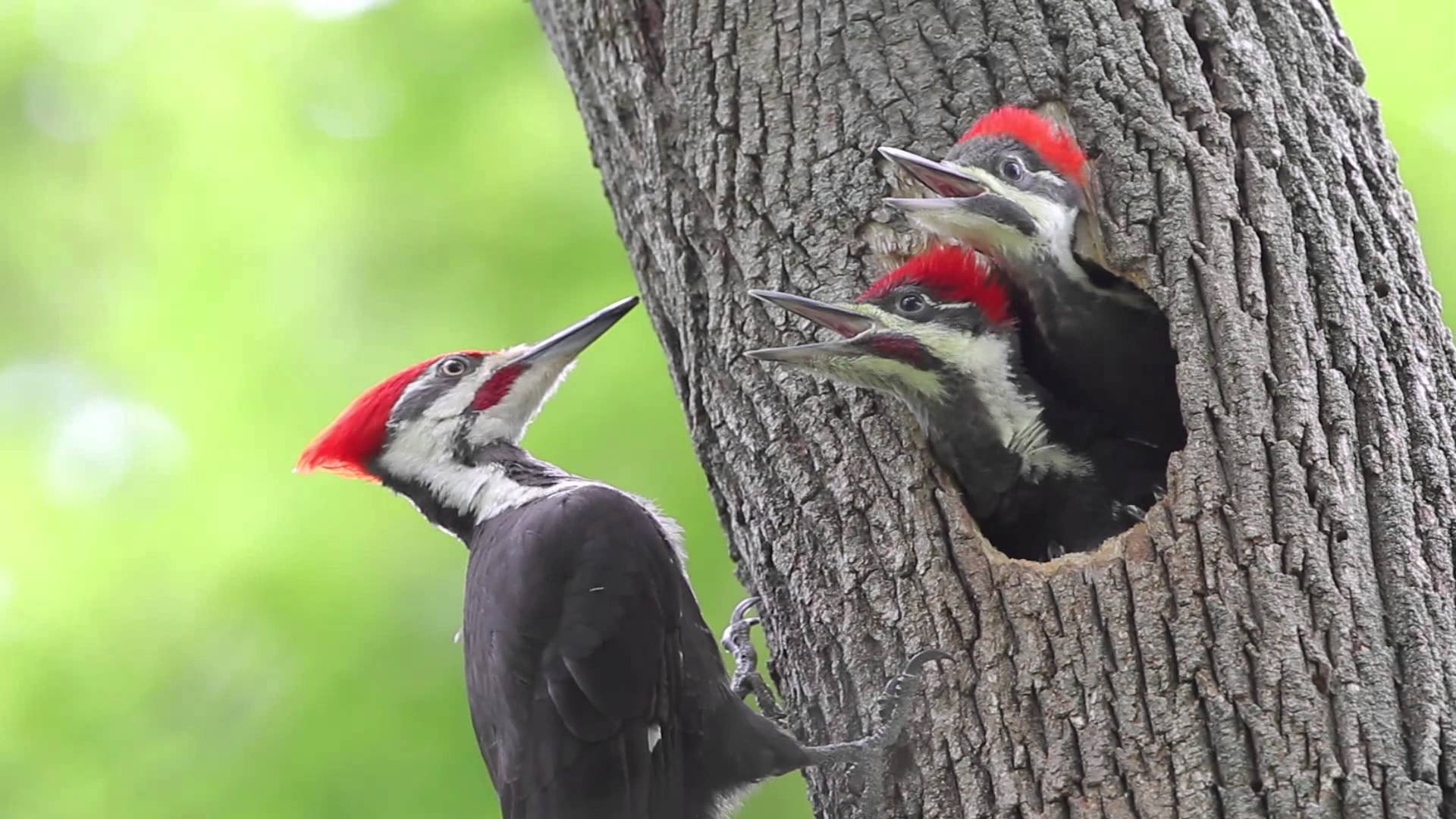 Pileated Woodpecker Chicks At the Nest - YouTube