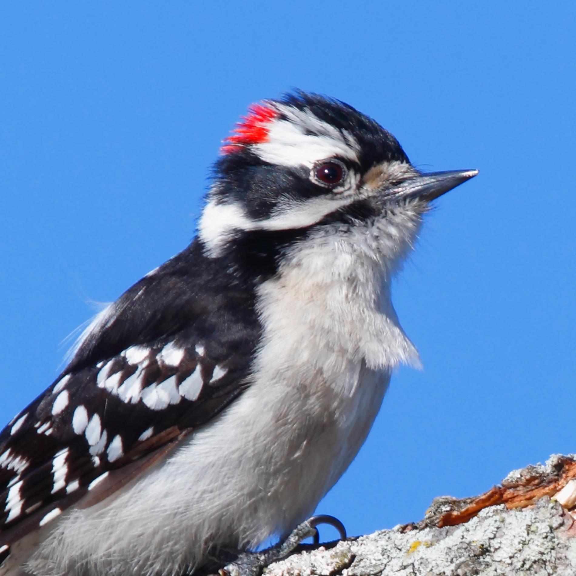 Downy Woodpecker | National Geographic