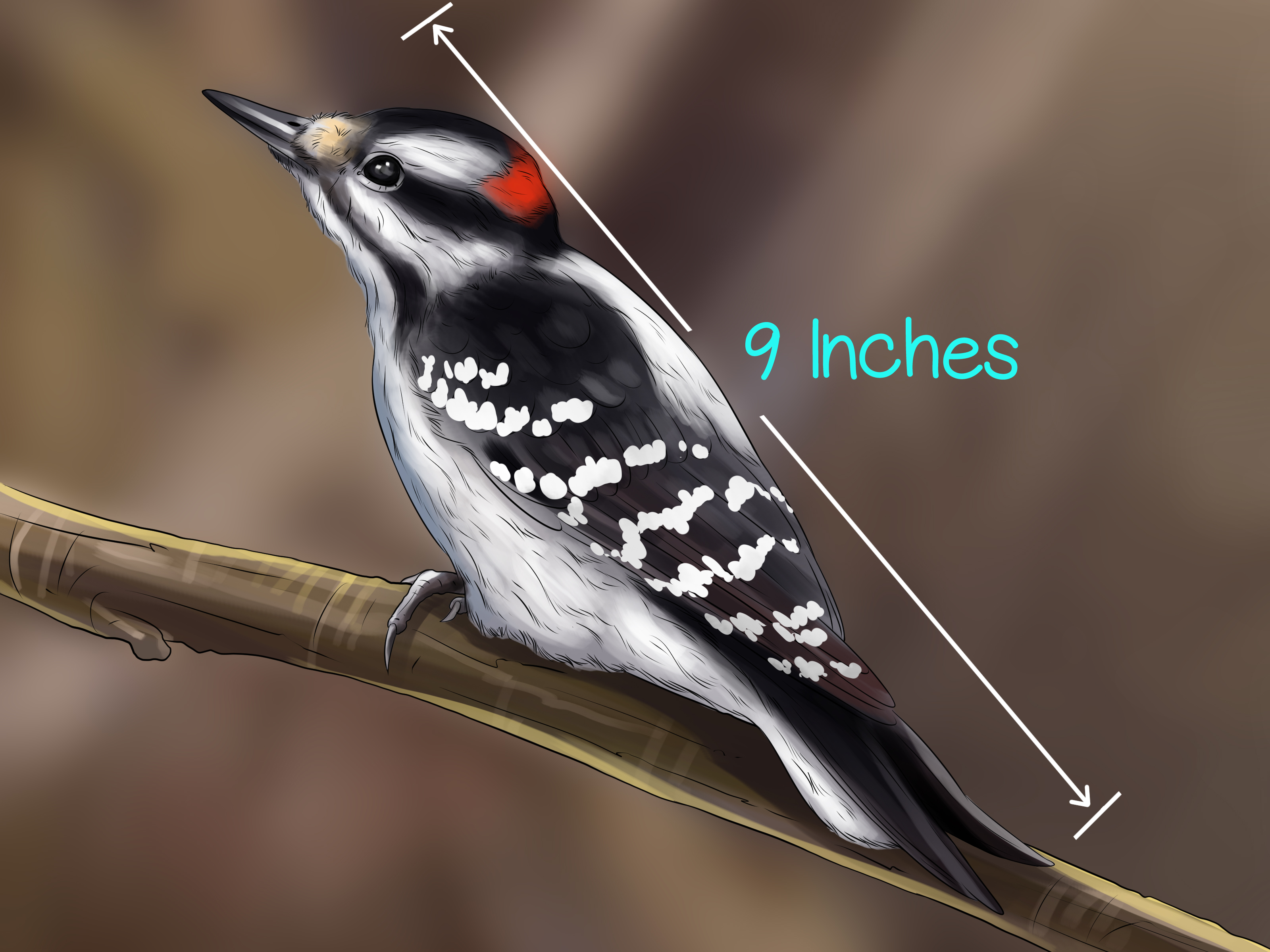 3 Ways to Attract Downy Woodpeckers - wikiHow