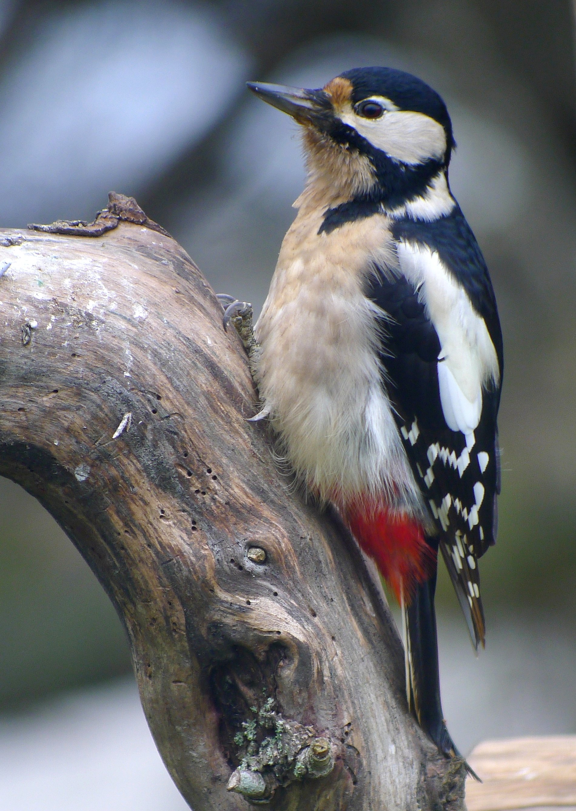 Great spotted woodpeckers may recognize each other individually by ...