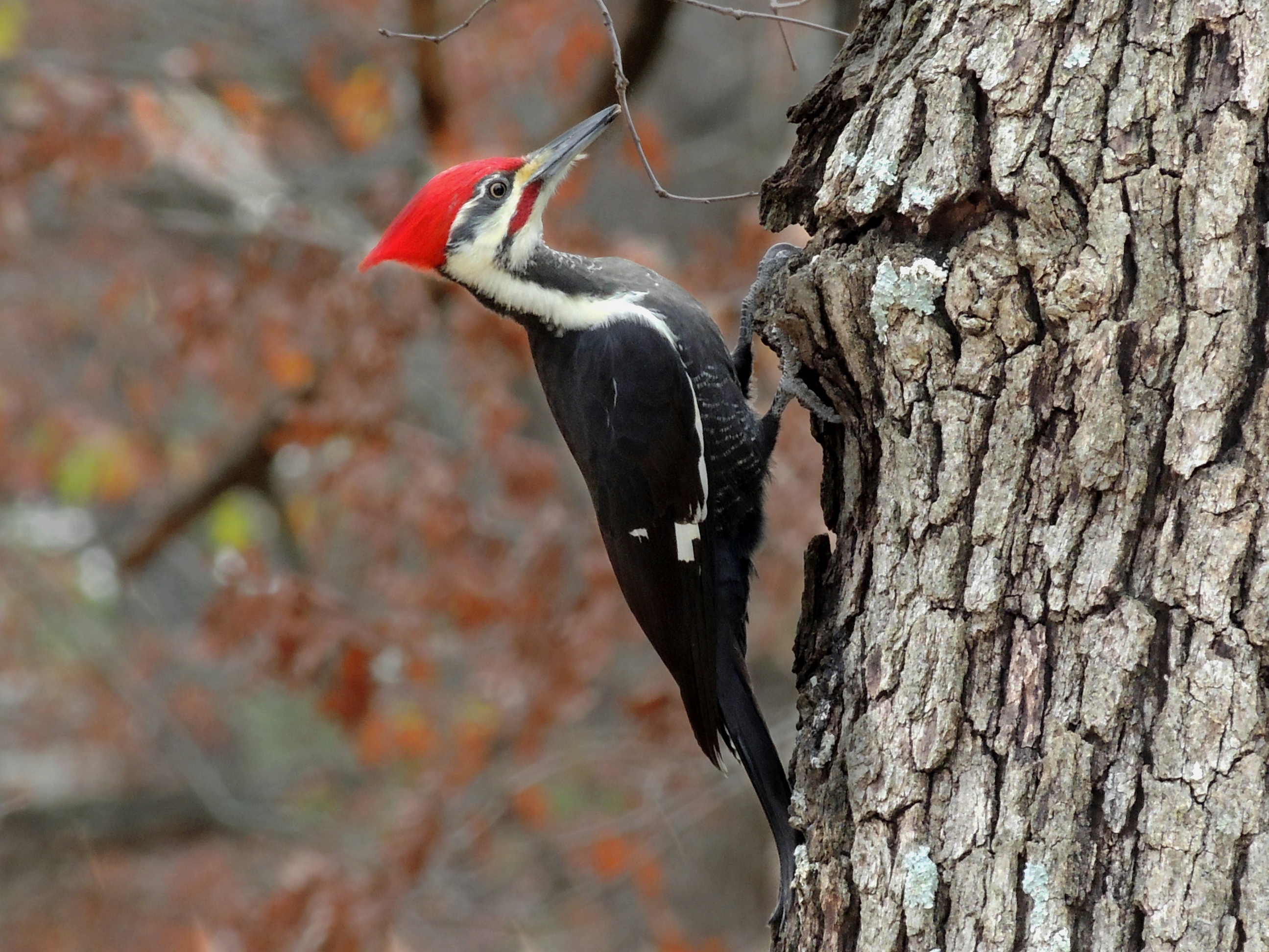 Why a Woodpecker Doesn't Bash Its Brains In - The Infinite Spider