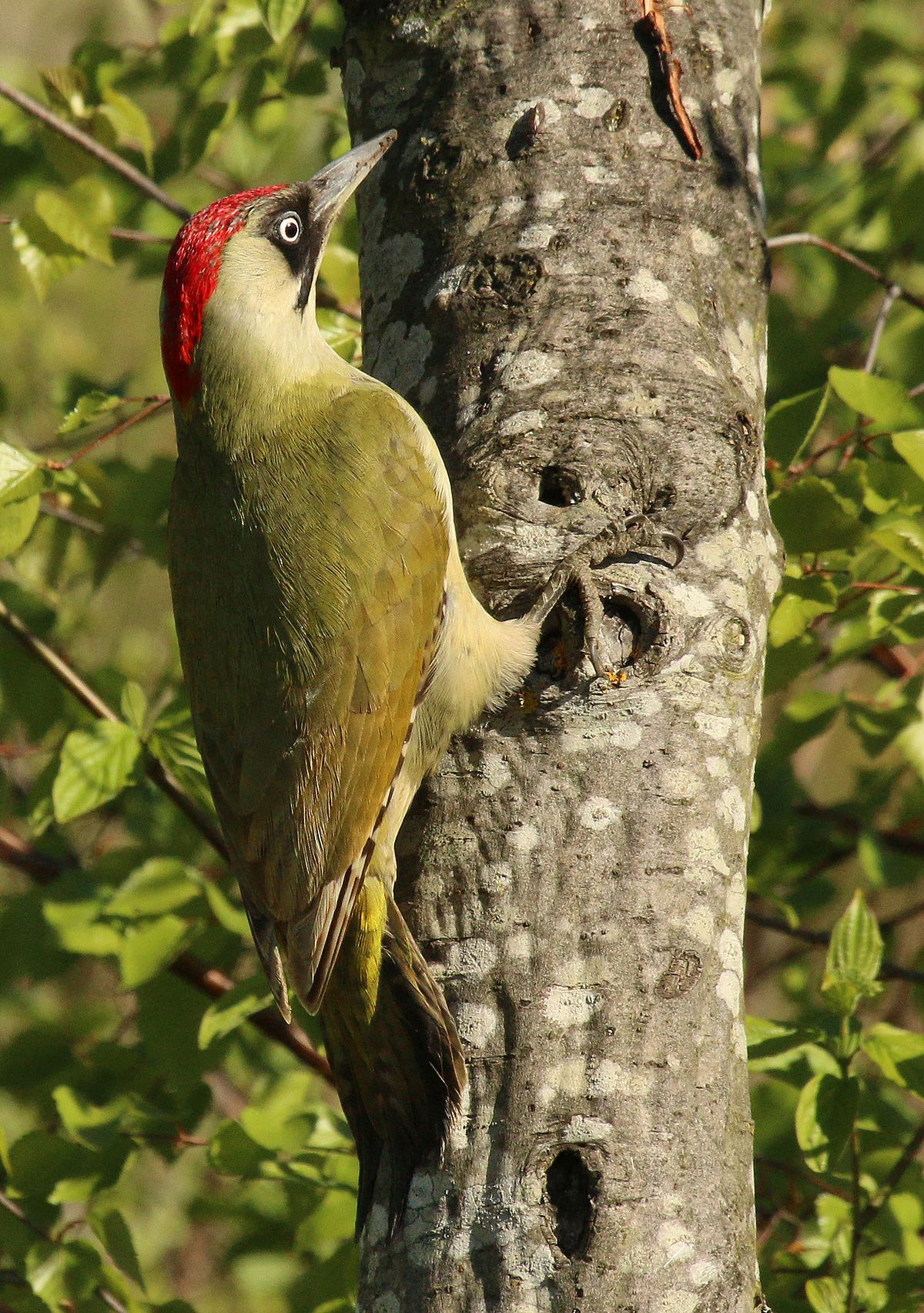 European green woodpecker - Wikipedia