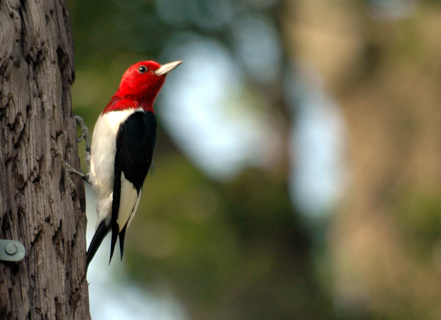 Woodpecker Symbolism; A Message - Spirit Animal Totems