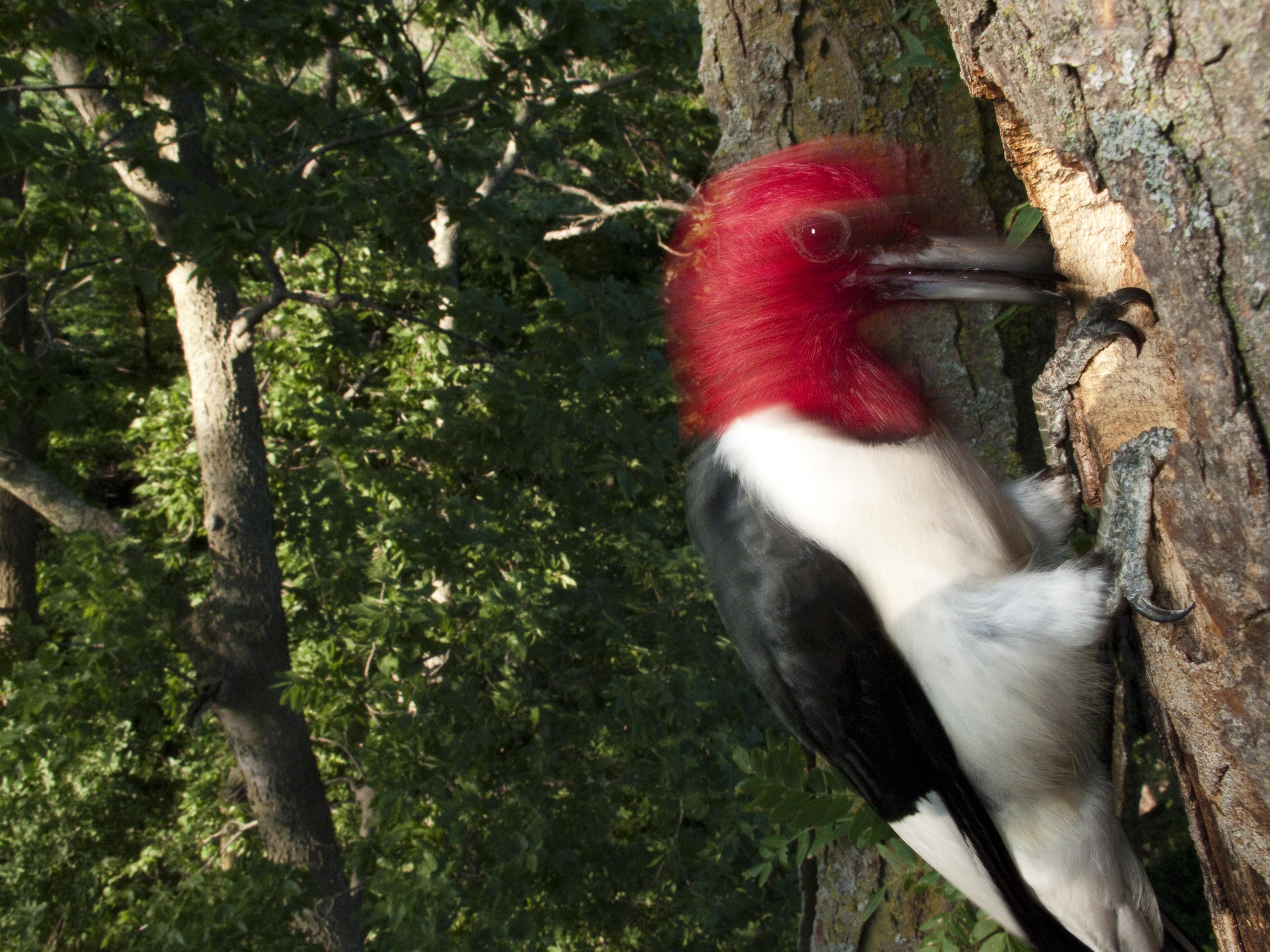 Why Woodpeckers Don't Get Headaches