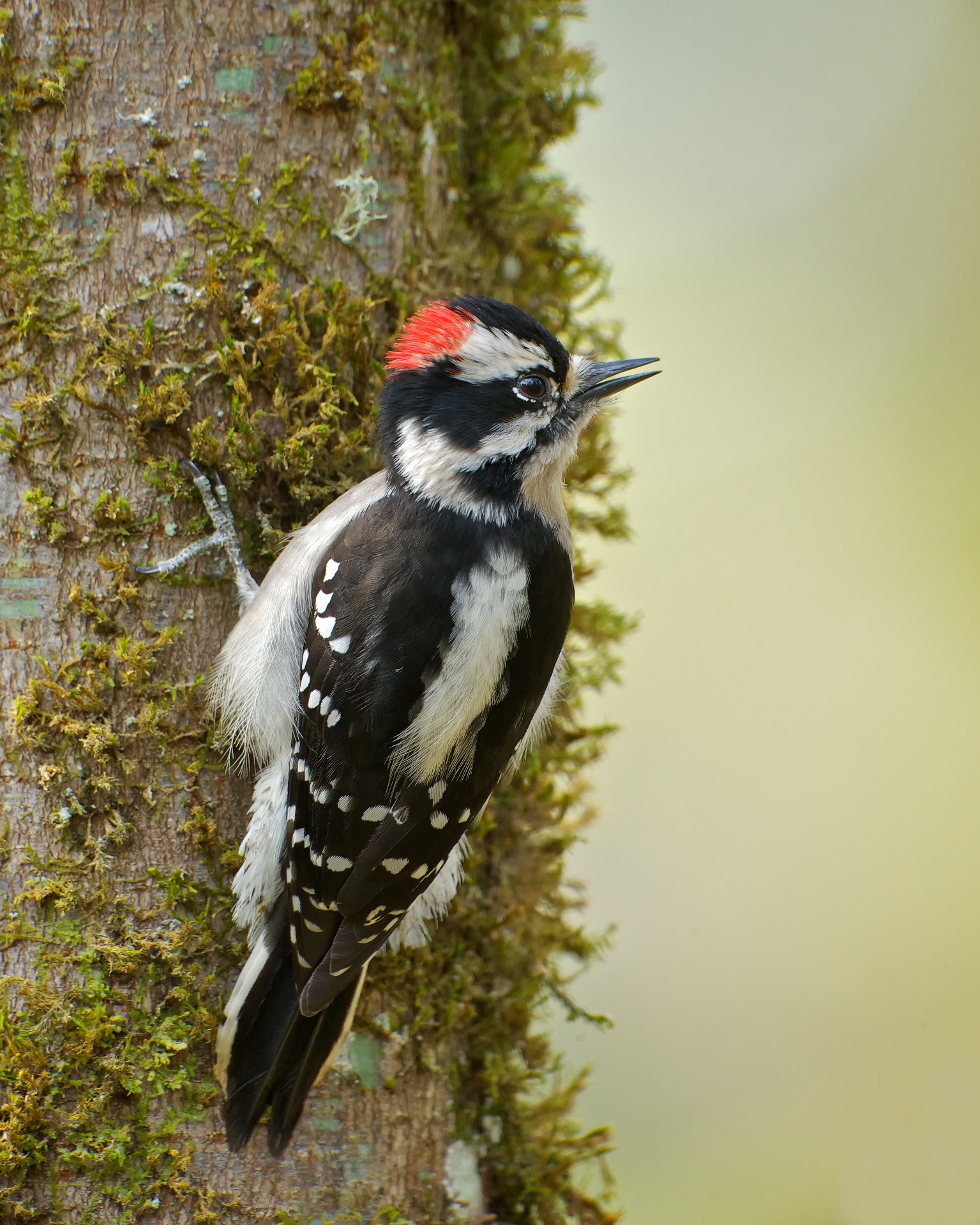 Downy and Hairy Woodpeckers | BirdNote