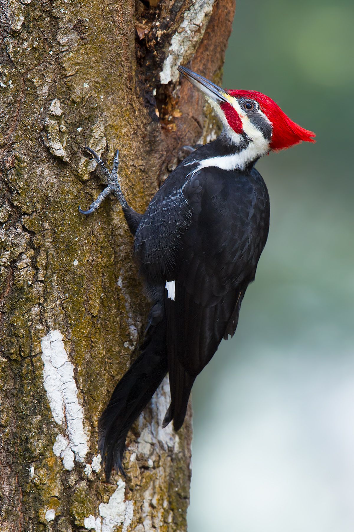 woodpecker-pileated002.jpg 1,200×1,800 pixels | big ole bird ...